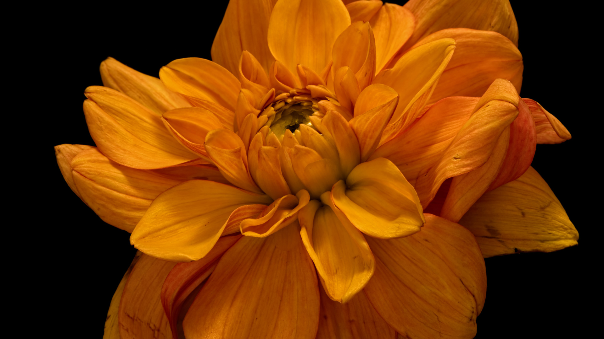 Цветок оранжевой хризантемы на черном фоне крупным планом