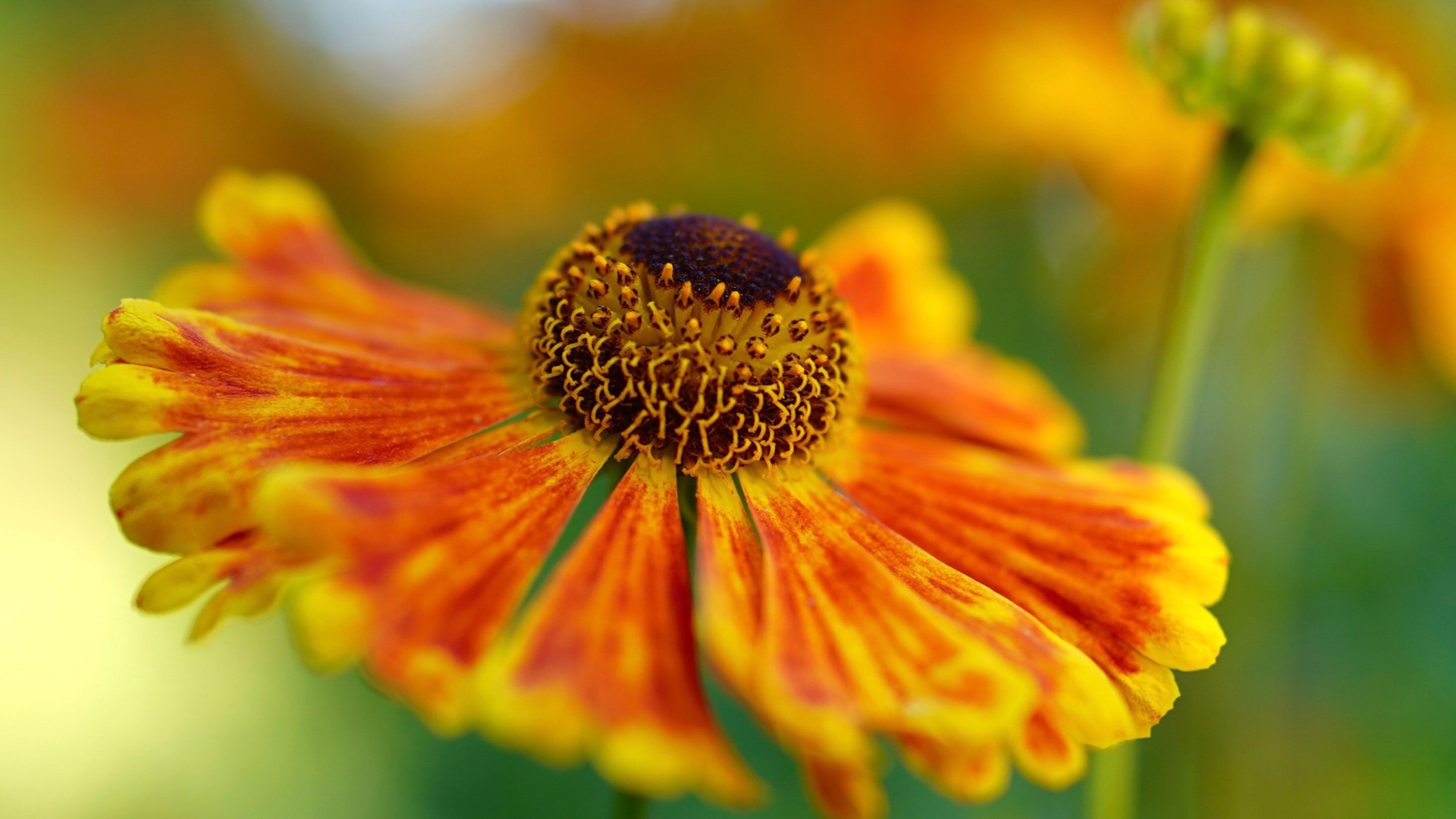 Оранжевый цветок Гелениум крупным планом