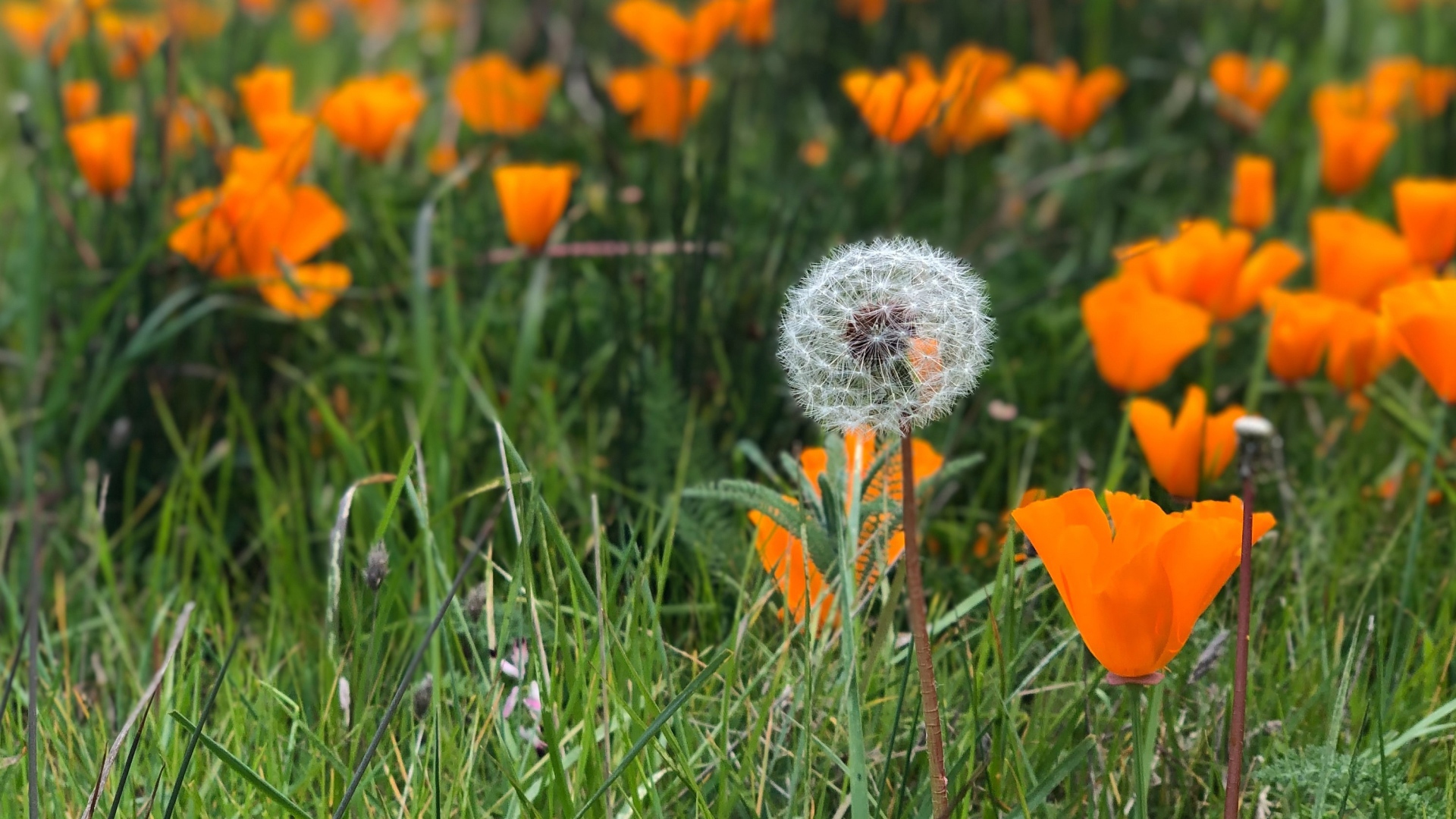 Оранжевые цветы эшшольции с белым одуванчиком