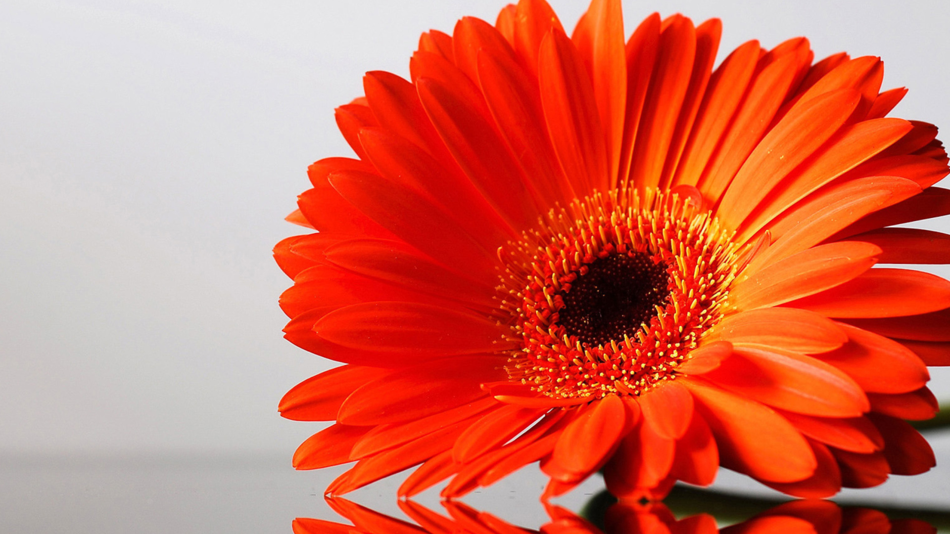 Оранжевый цветок герберы отражается в поверхности стола