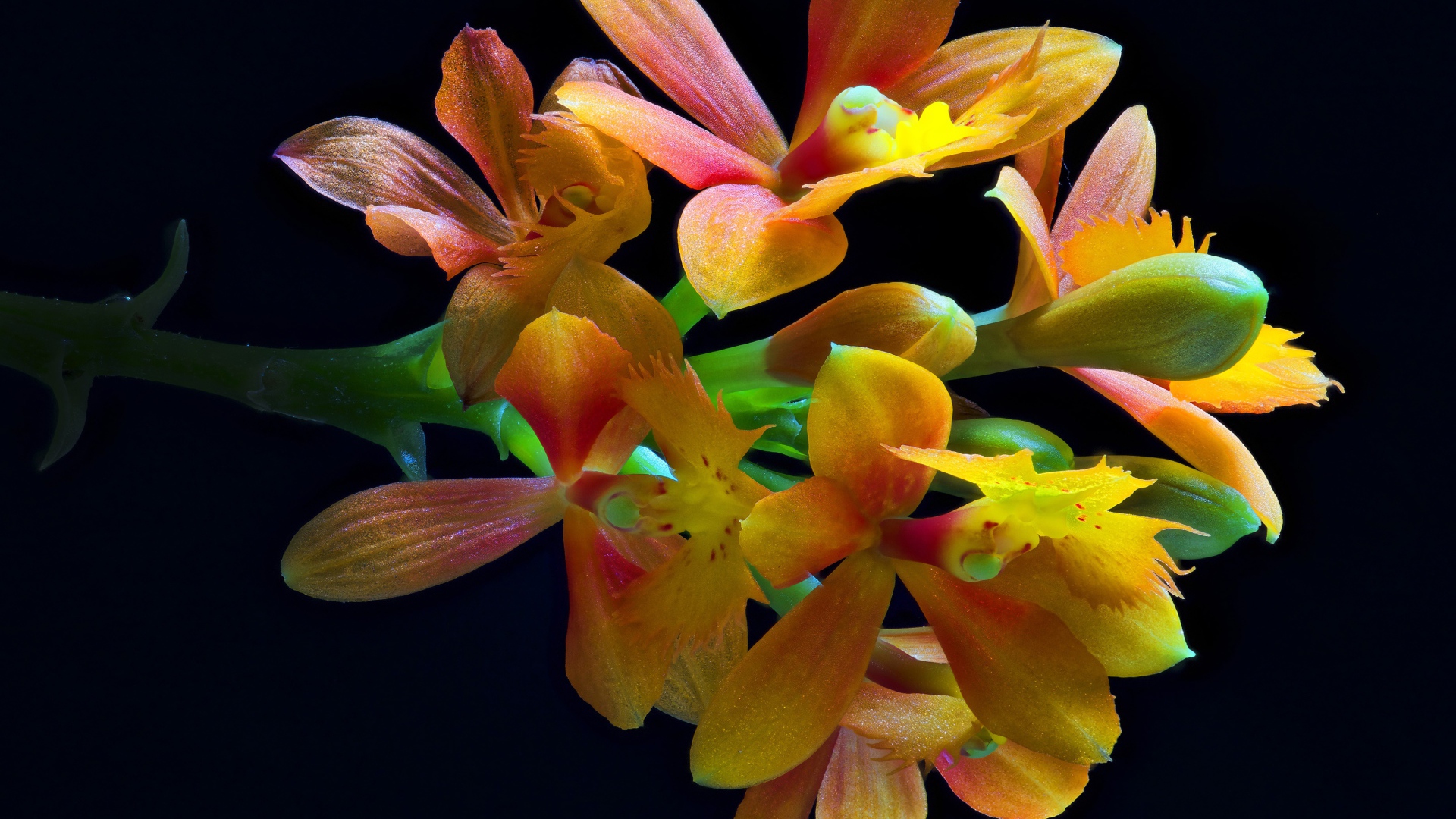 Оранжевые цветы орхидеи на черном фоне крупным планом