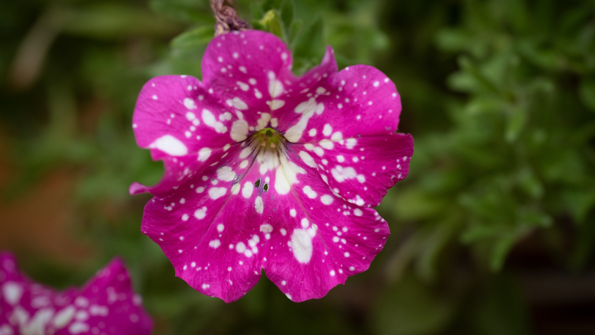 Розовый с белыми пятнами цветок садовой петунии 