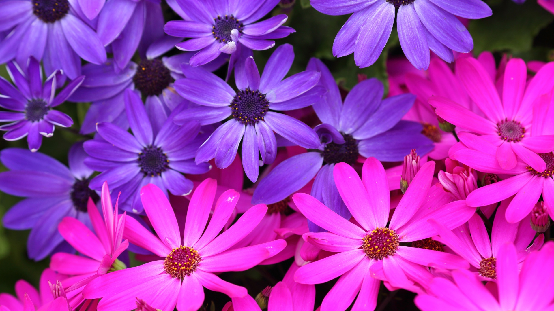 Розовые и фиолетовые цветы остеоспермум