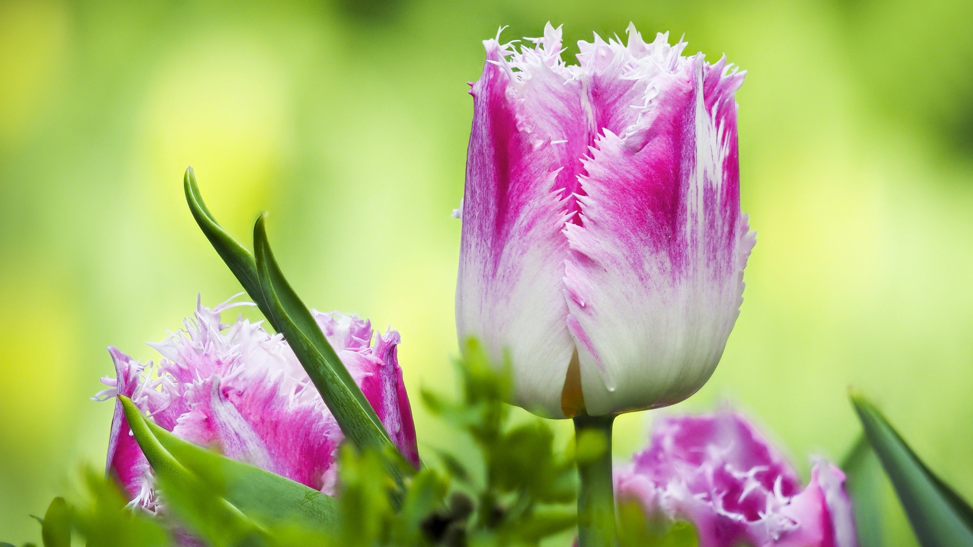 Розовый с белым тюльпан с волнистыми лепестками крупным планом