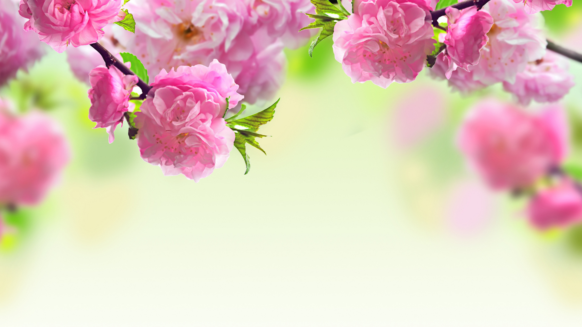 Розовые красивые цветы луизеания крупным планом