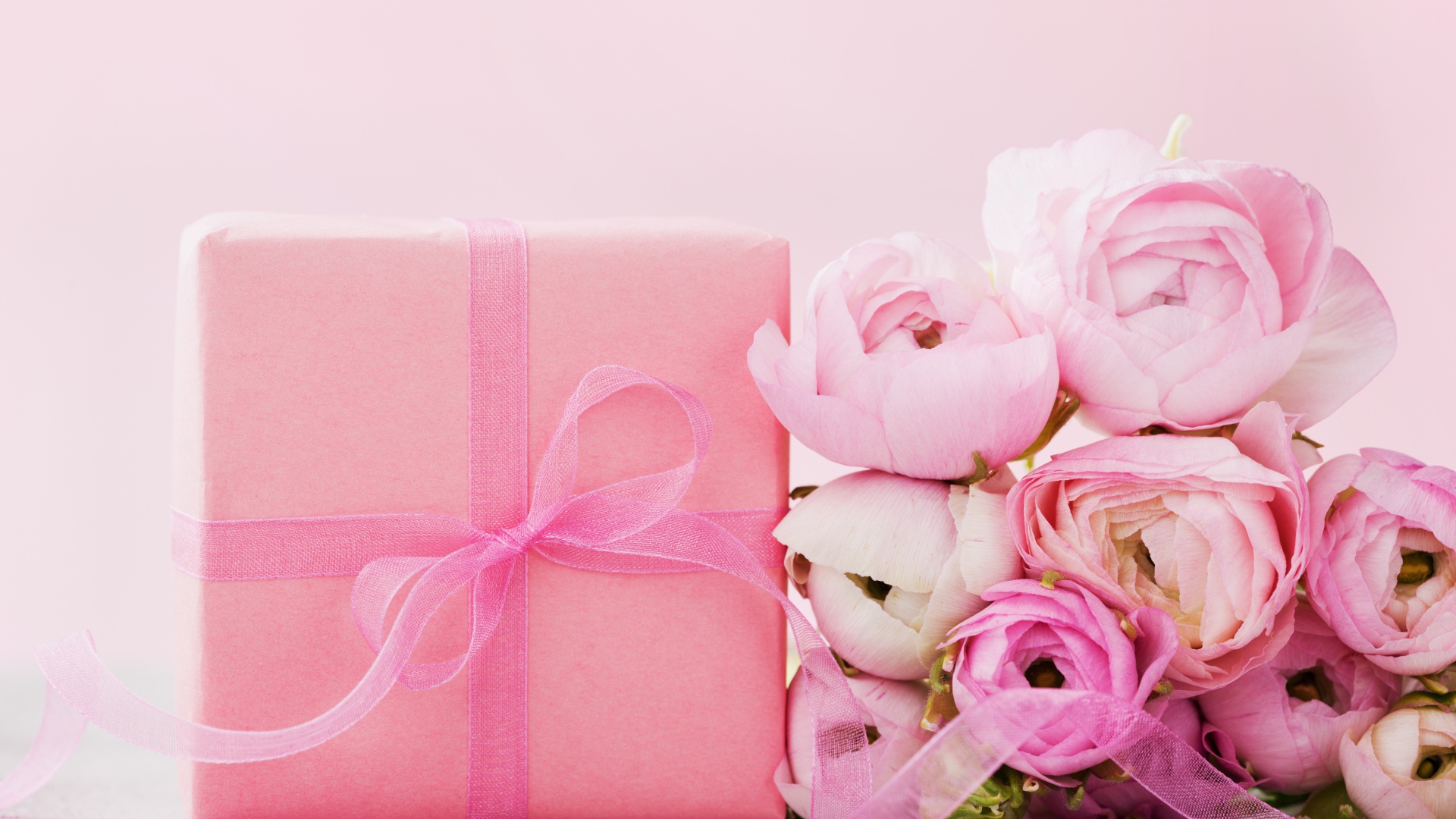 Розовые лютики с подарком на розовом фоне 