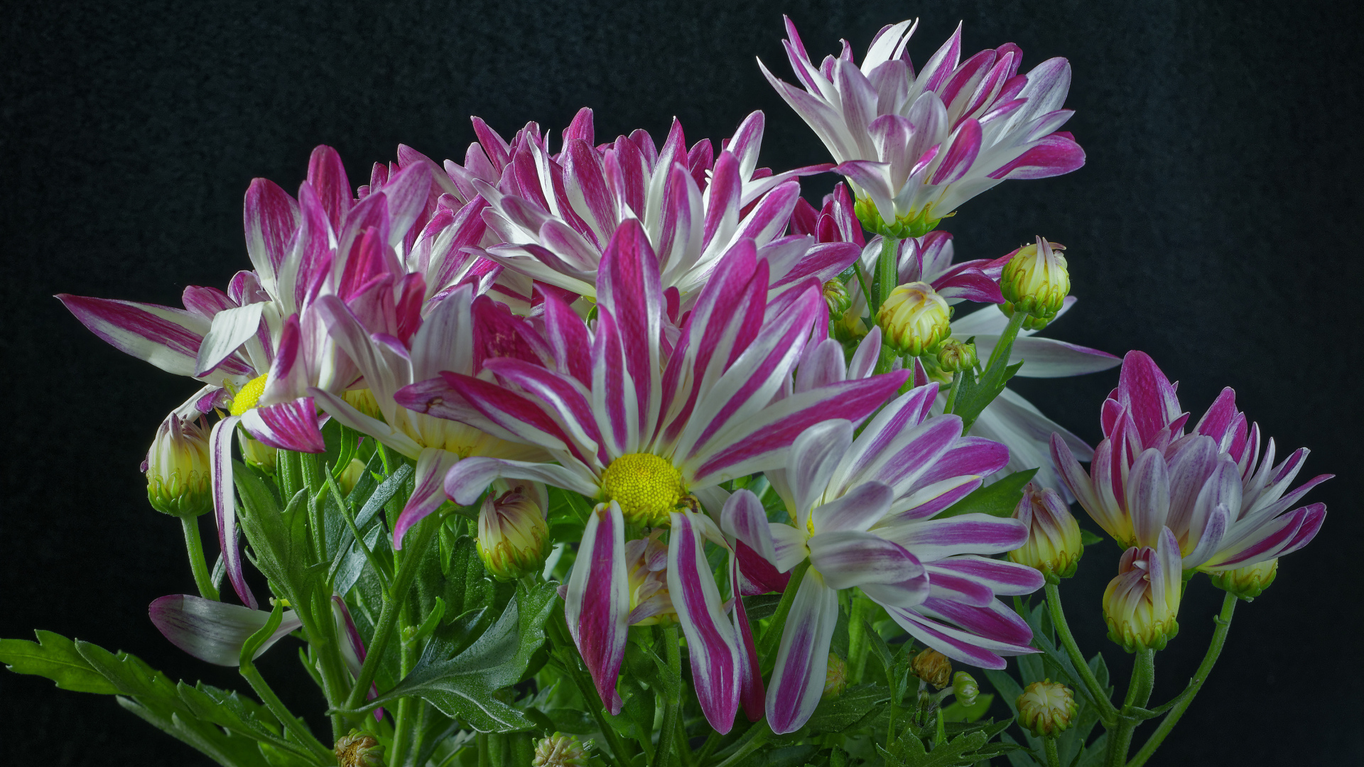 Розовые цветы хризантем с зелеными листьями на черном фоне