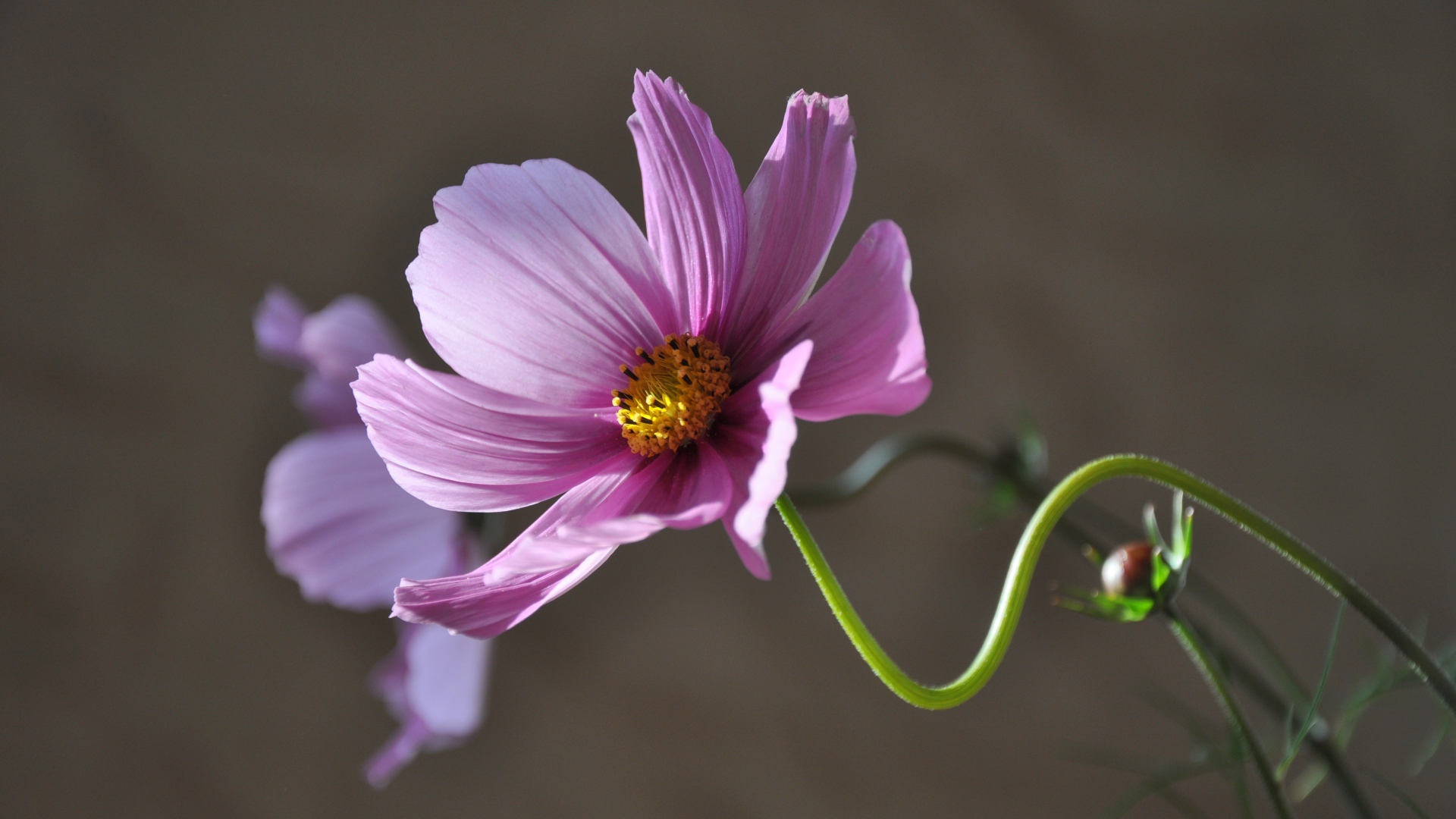 Розовый цветок космея в лучах солнца крупным планом