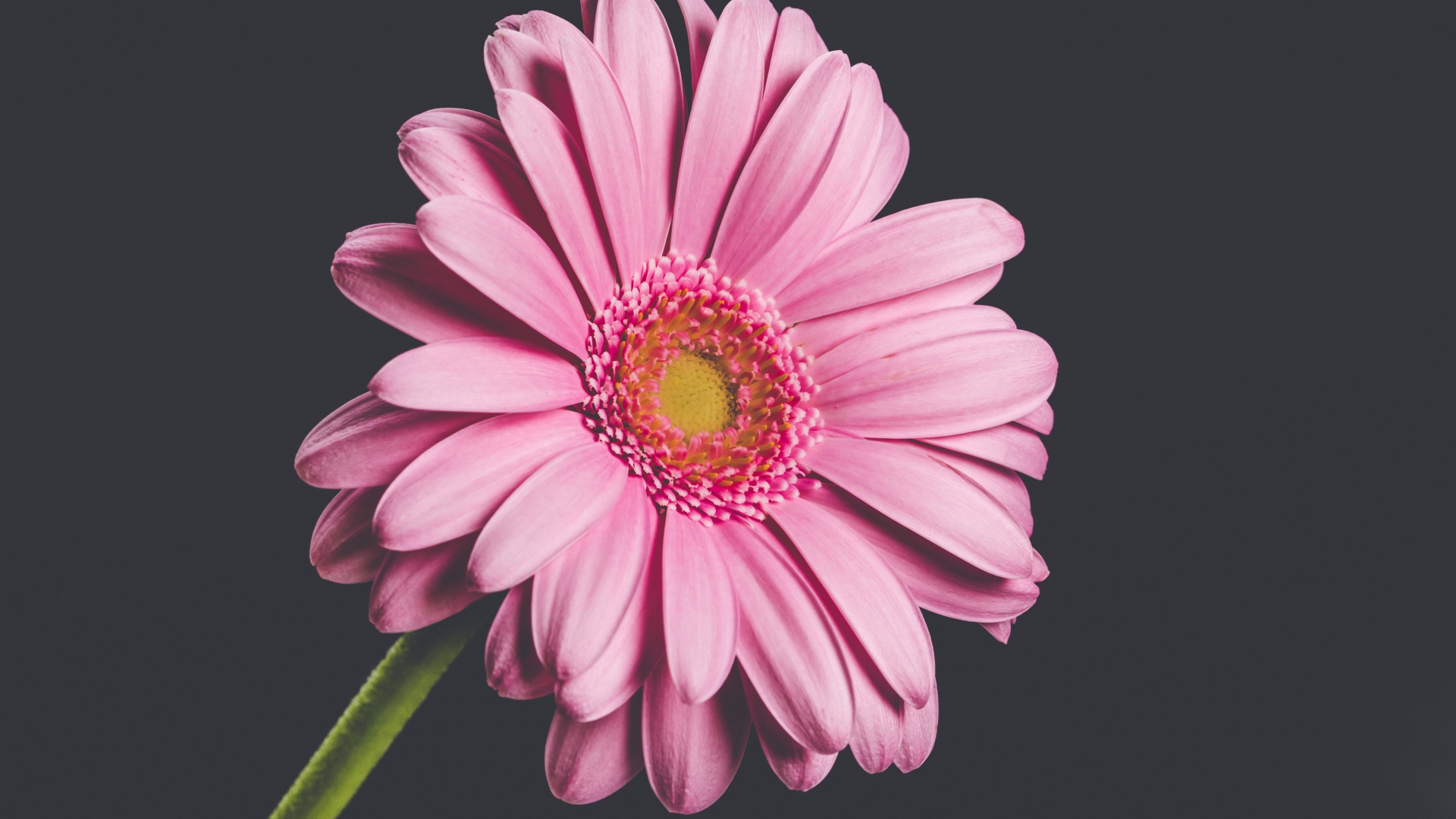Розовый нежный цветок герберы на сером фоне