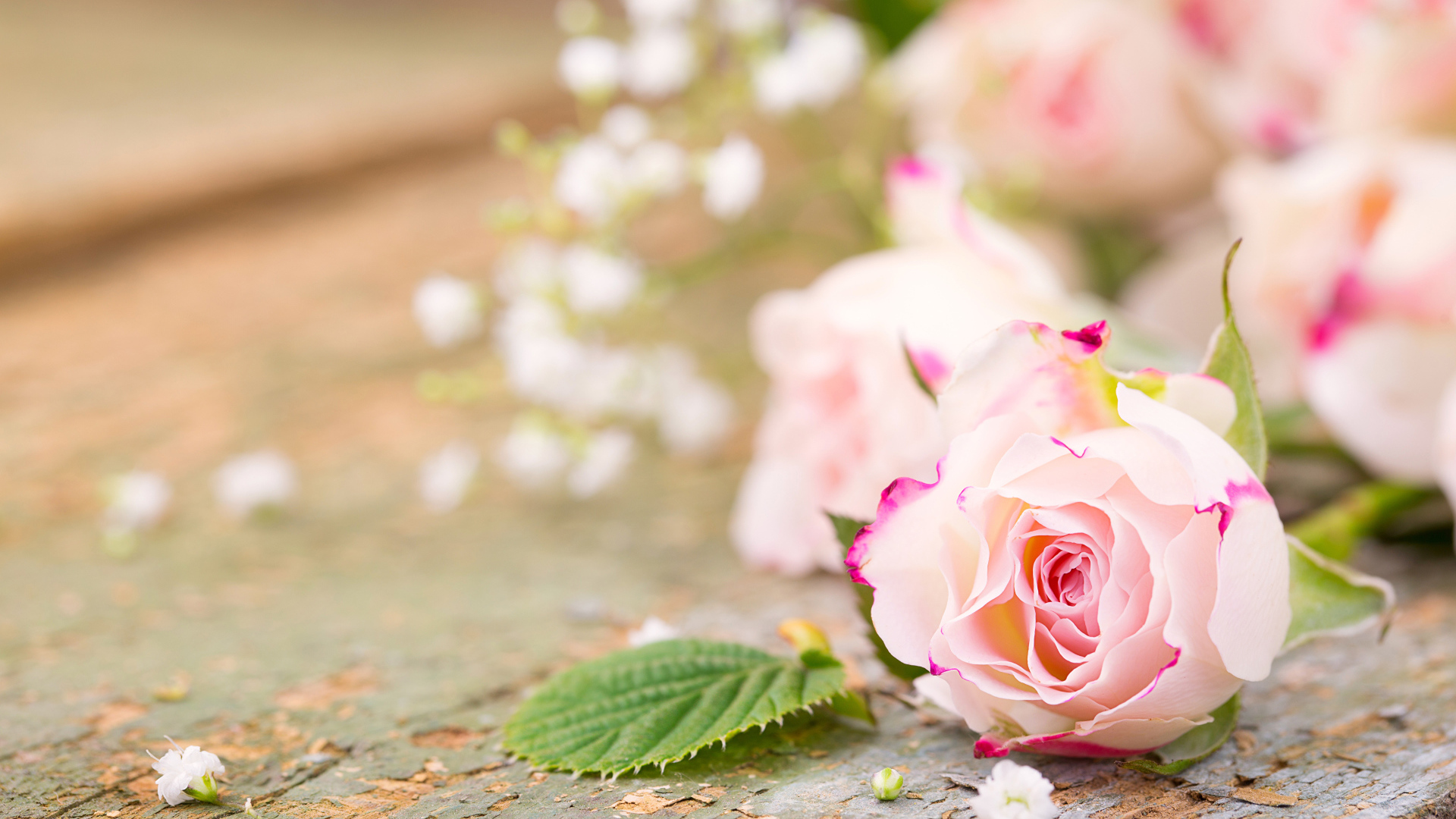 Розовый цветок нежной розы на столе 