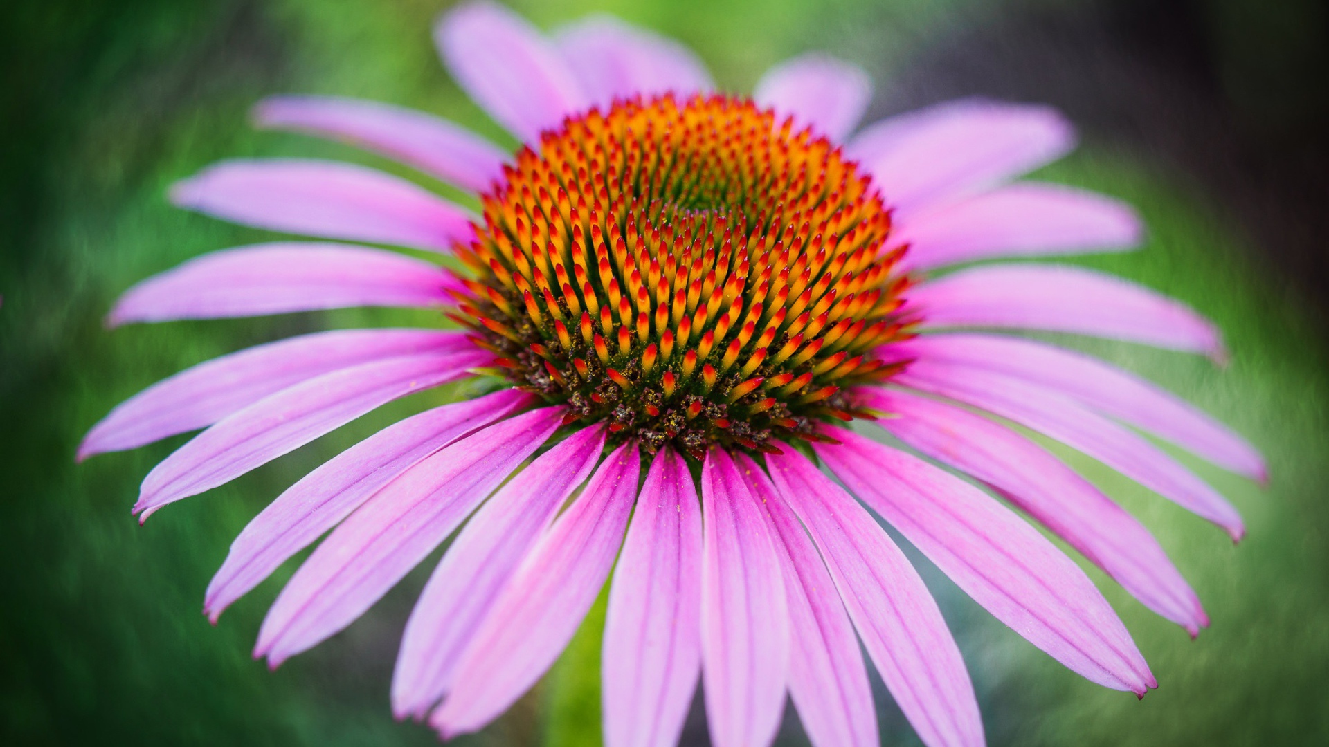 Розовый цветок эхинацеи с оранжевой серединкой