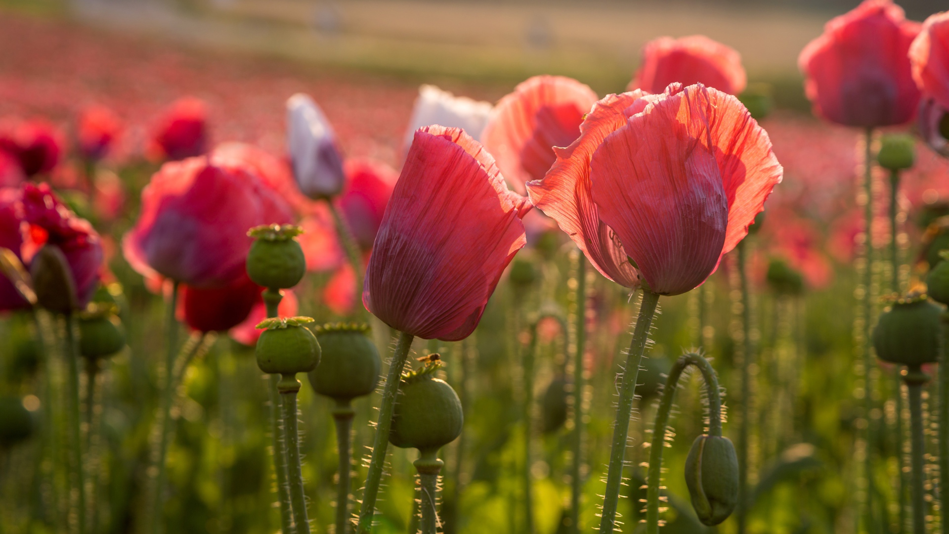 Розовые полевые маки с бутонами в лучах солнца 