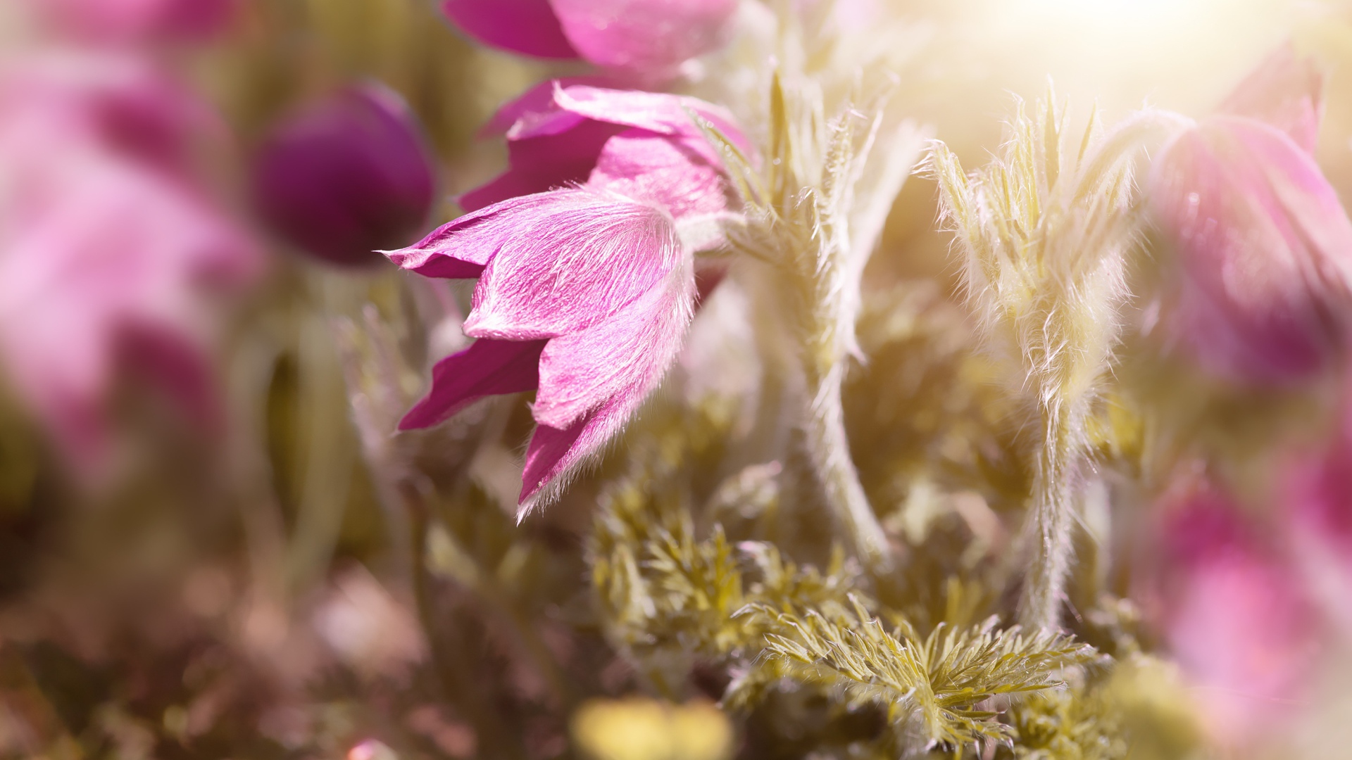 Розовые цветы прострел в поле в лучах солнца