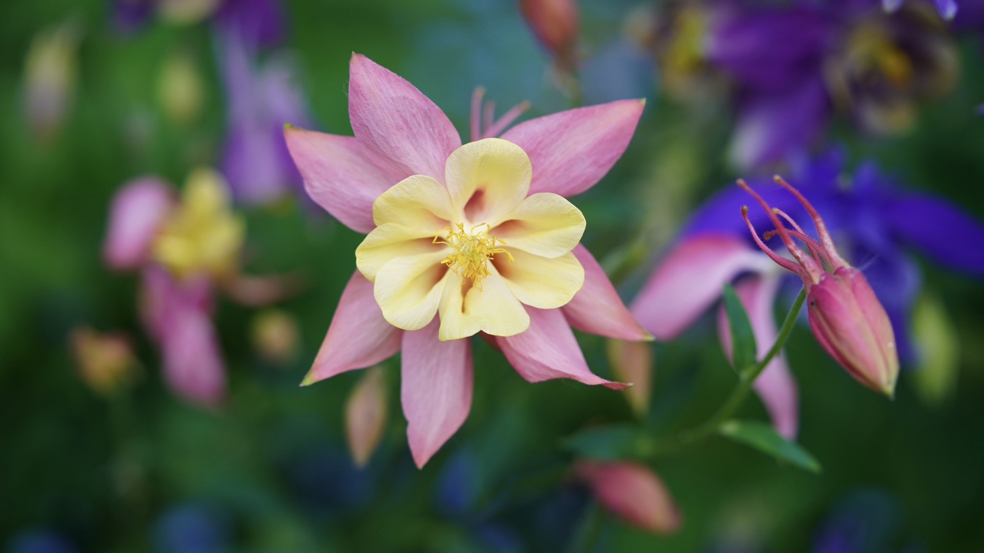 Розовые цветы водосбор крупным планом