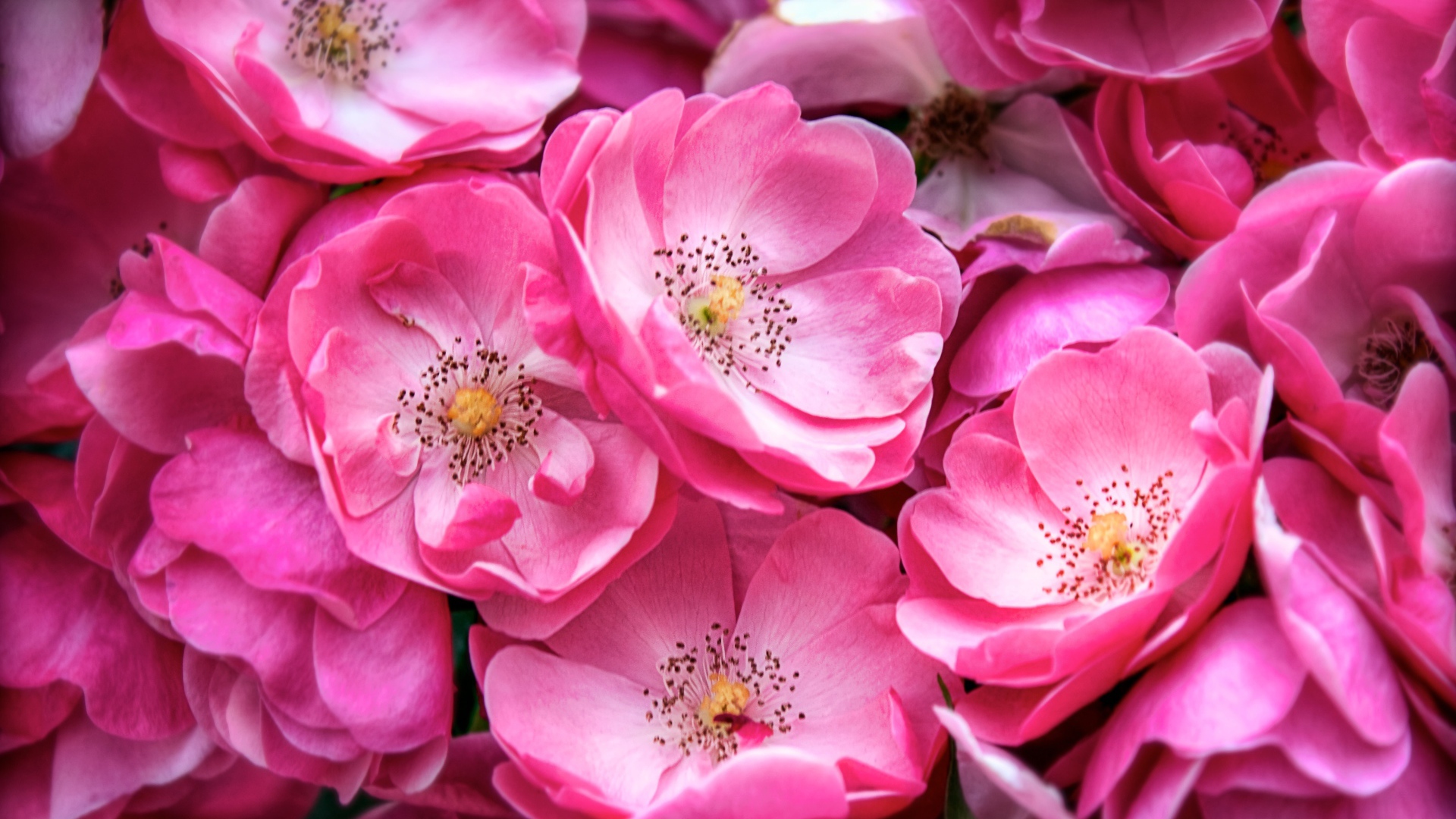 Розовые цветы парковой розы крупным планом