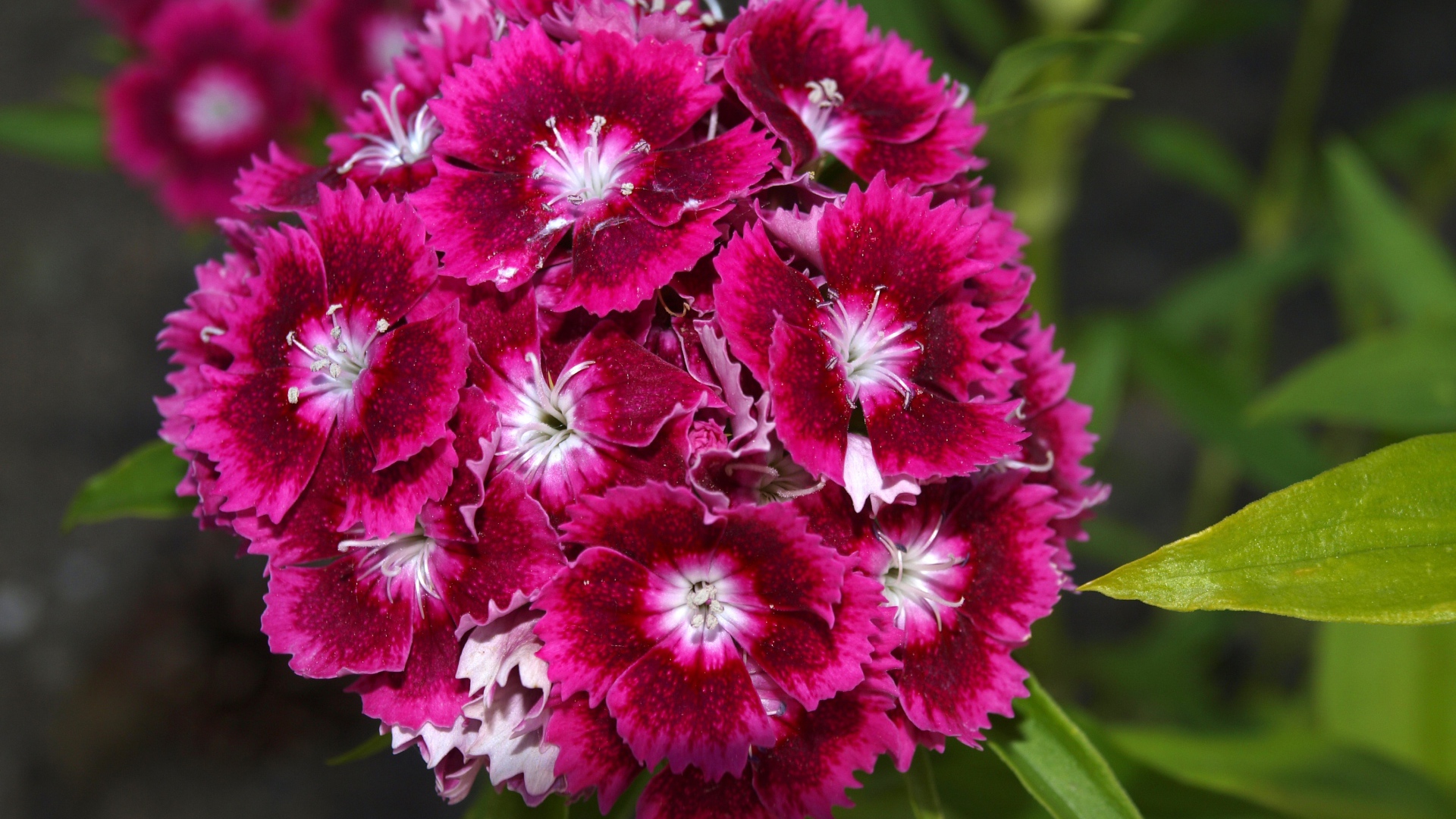 Розовые цветы садовой гвоздики на клумбе 