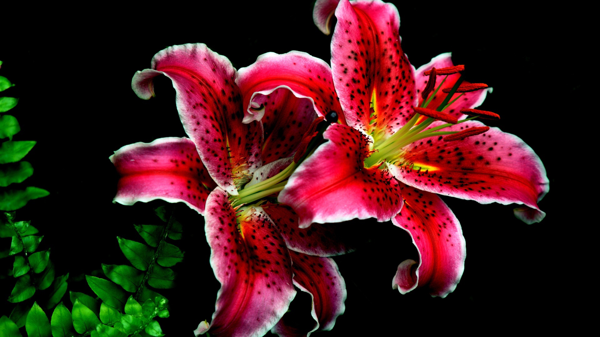 Розовые цветы тигровой лилии крупным планом на черном фоне