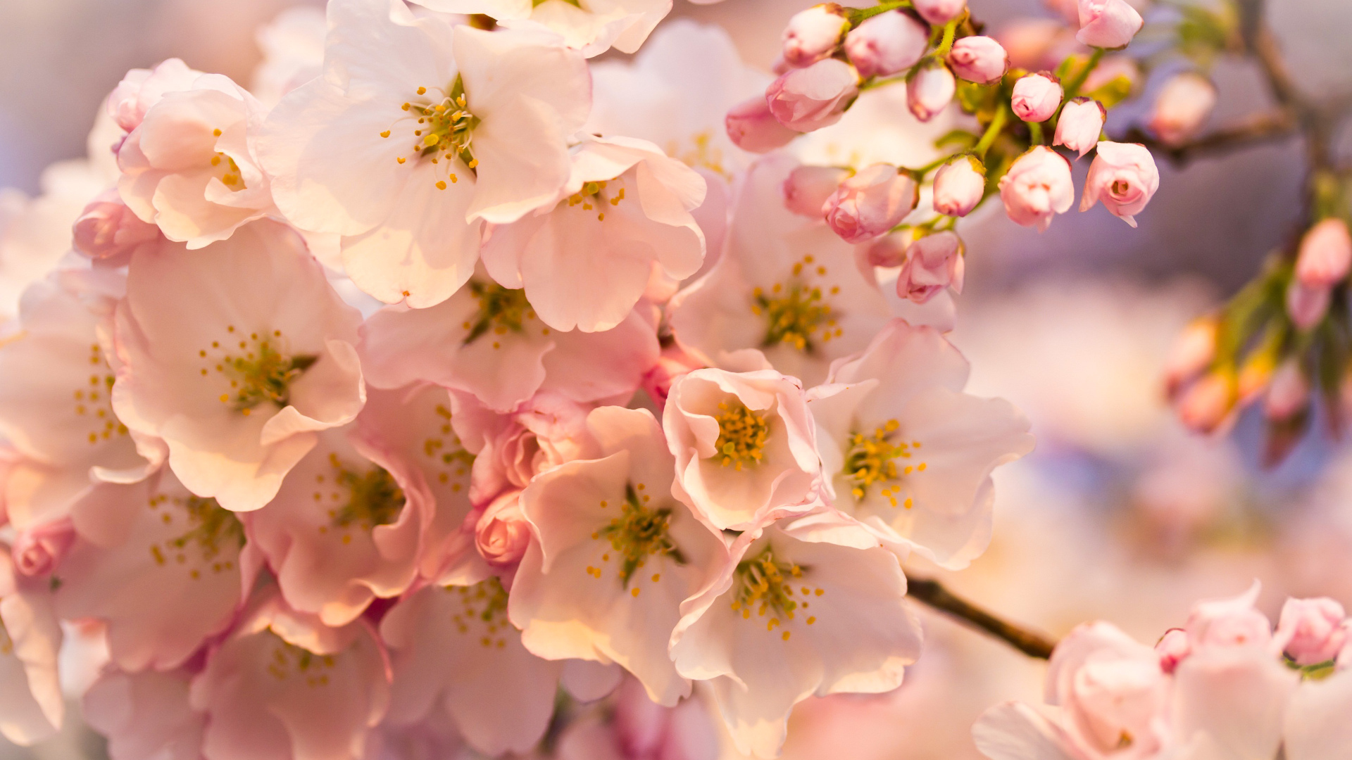 Розовые цветы на весеннем дереве 