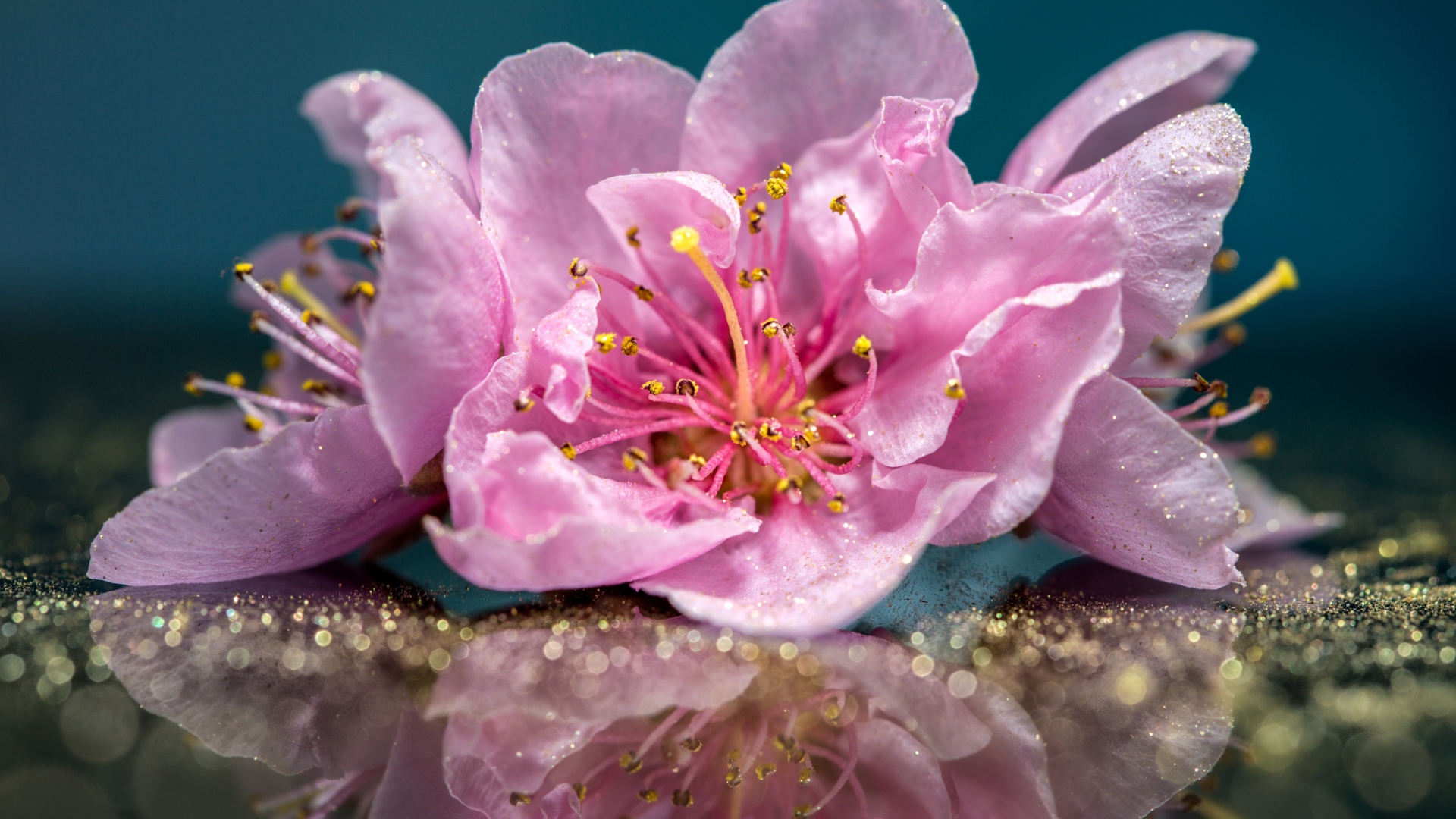 Розовые цветы отражаются в поверхности