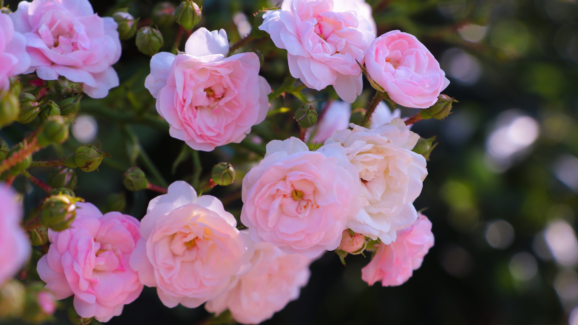 Розовые цветы садовой розы на клумбе 