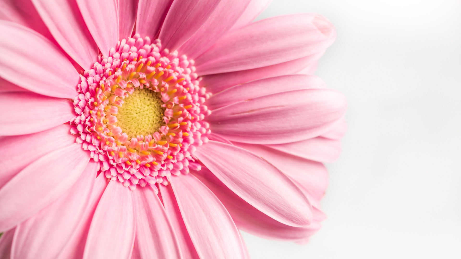 Розовый цветок герберы на белом фоне крупным планом