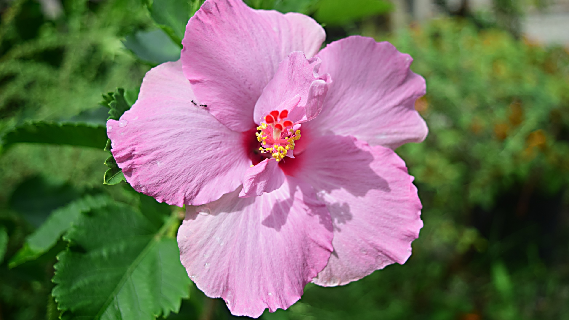 Розовый цветок гибискуса на клумбе крупным планом