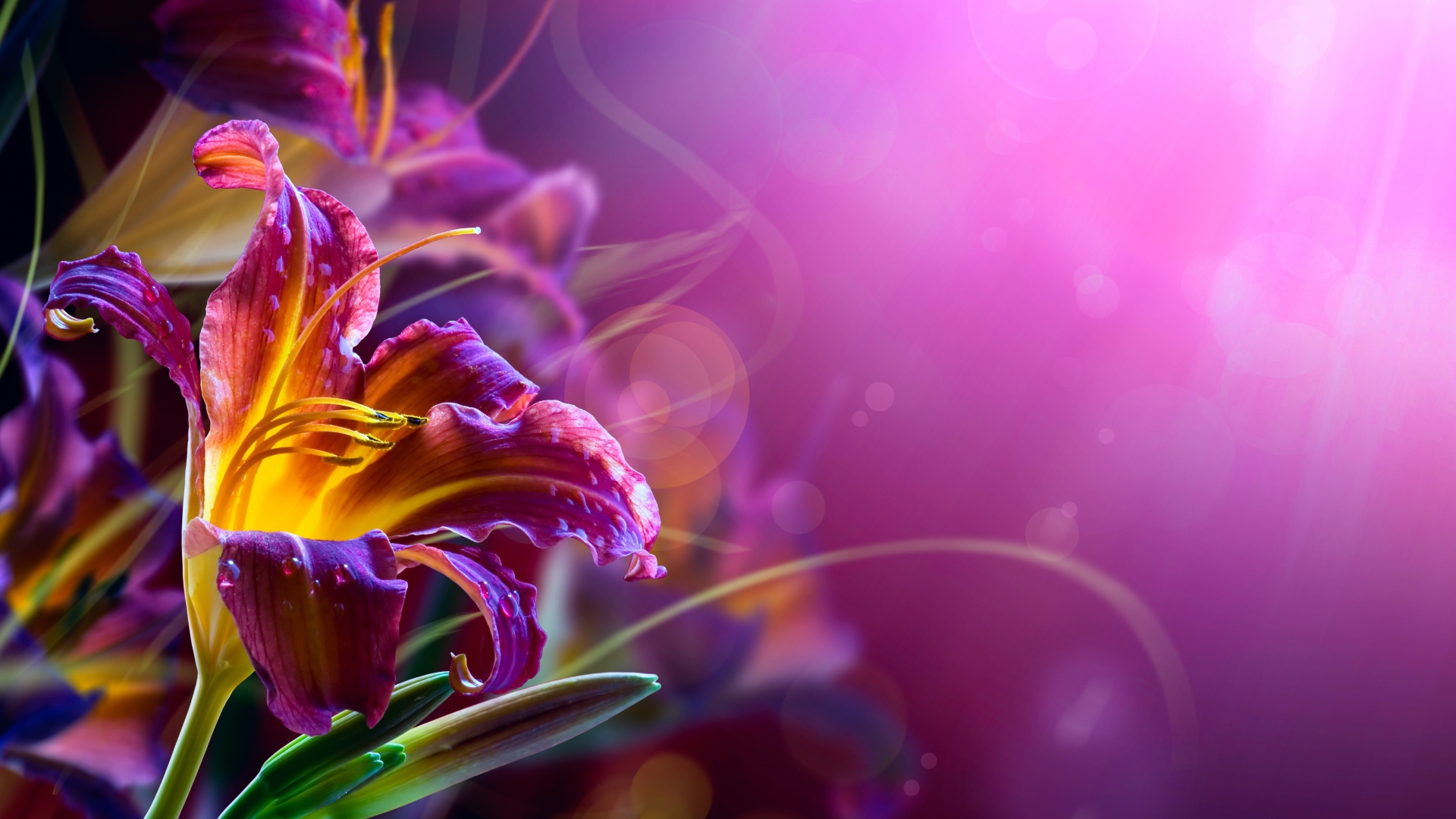 Розовые лилии на размытом фоне 