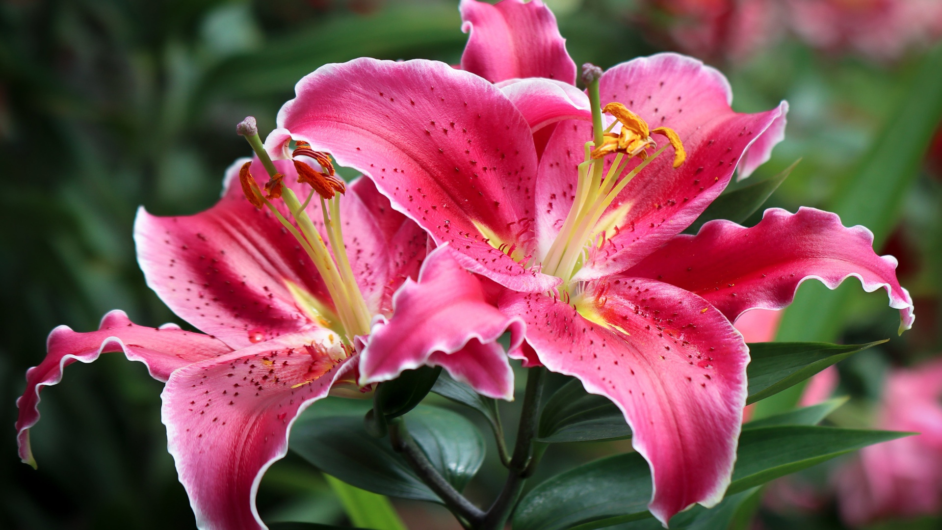 Розовые лилии на клумбе крупным планом 