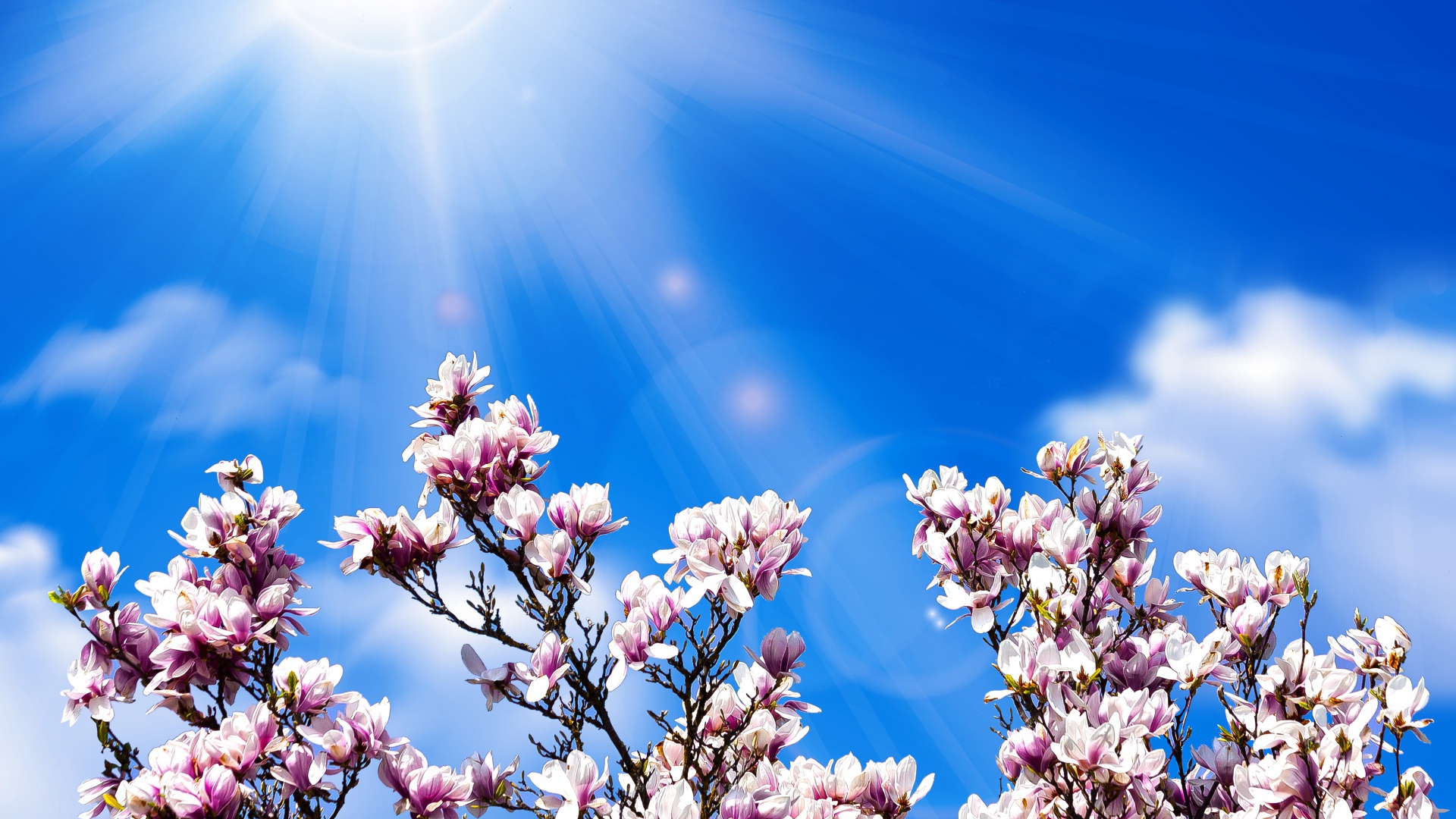 Розовые цветы магнолии на фоне голубого неба в лучах солнца 