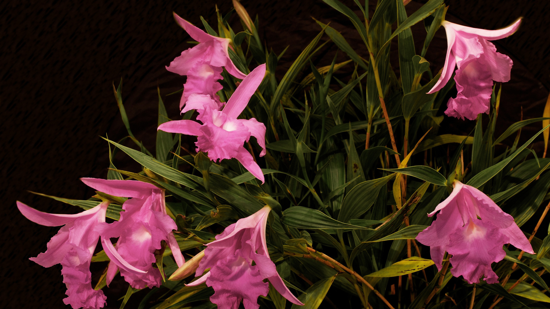 Розовые цветы орхидеи в зеленых листьях 