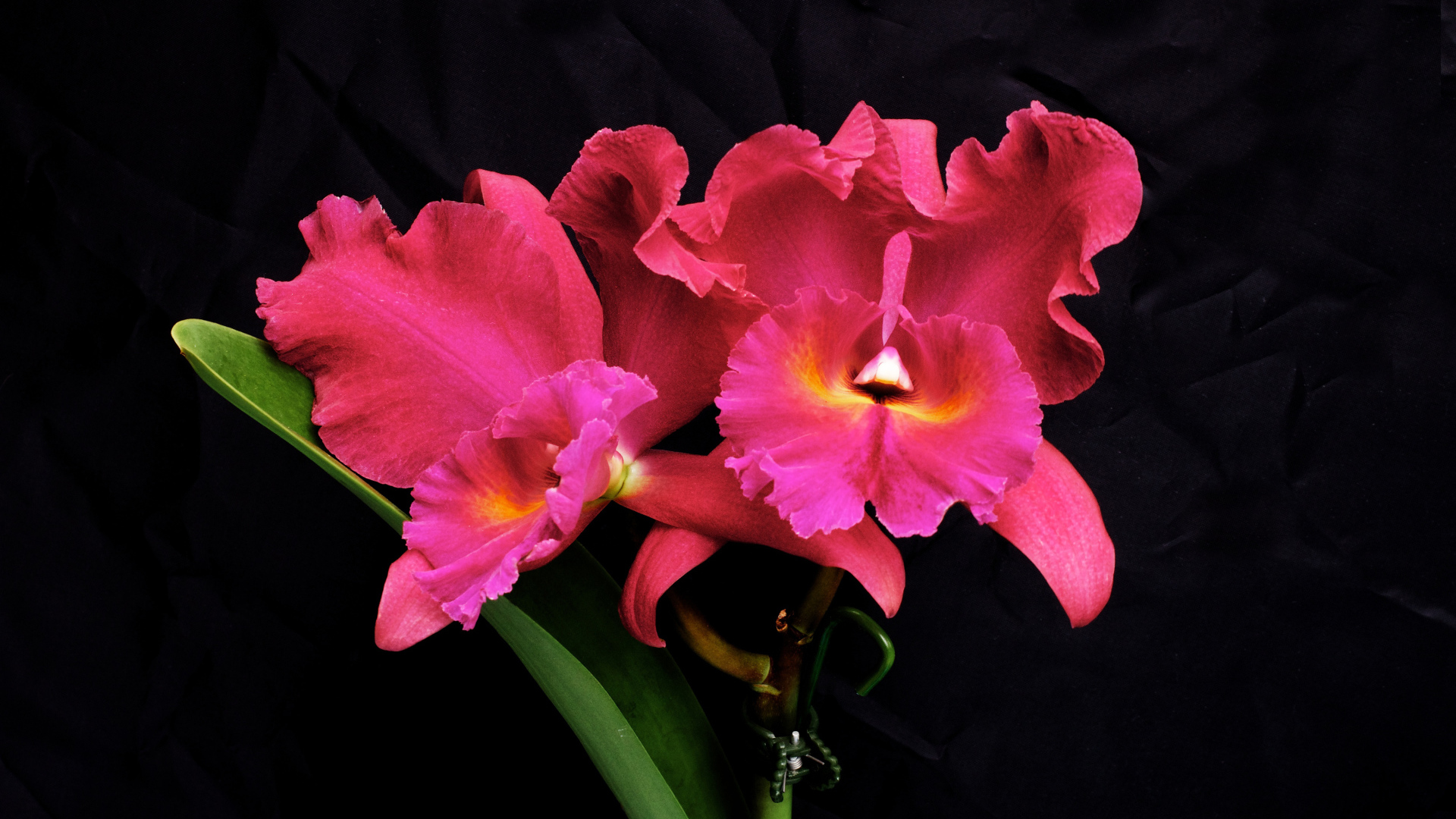 Розовые цветы орхидеи на черном фоне