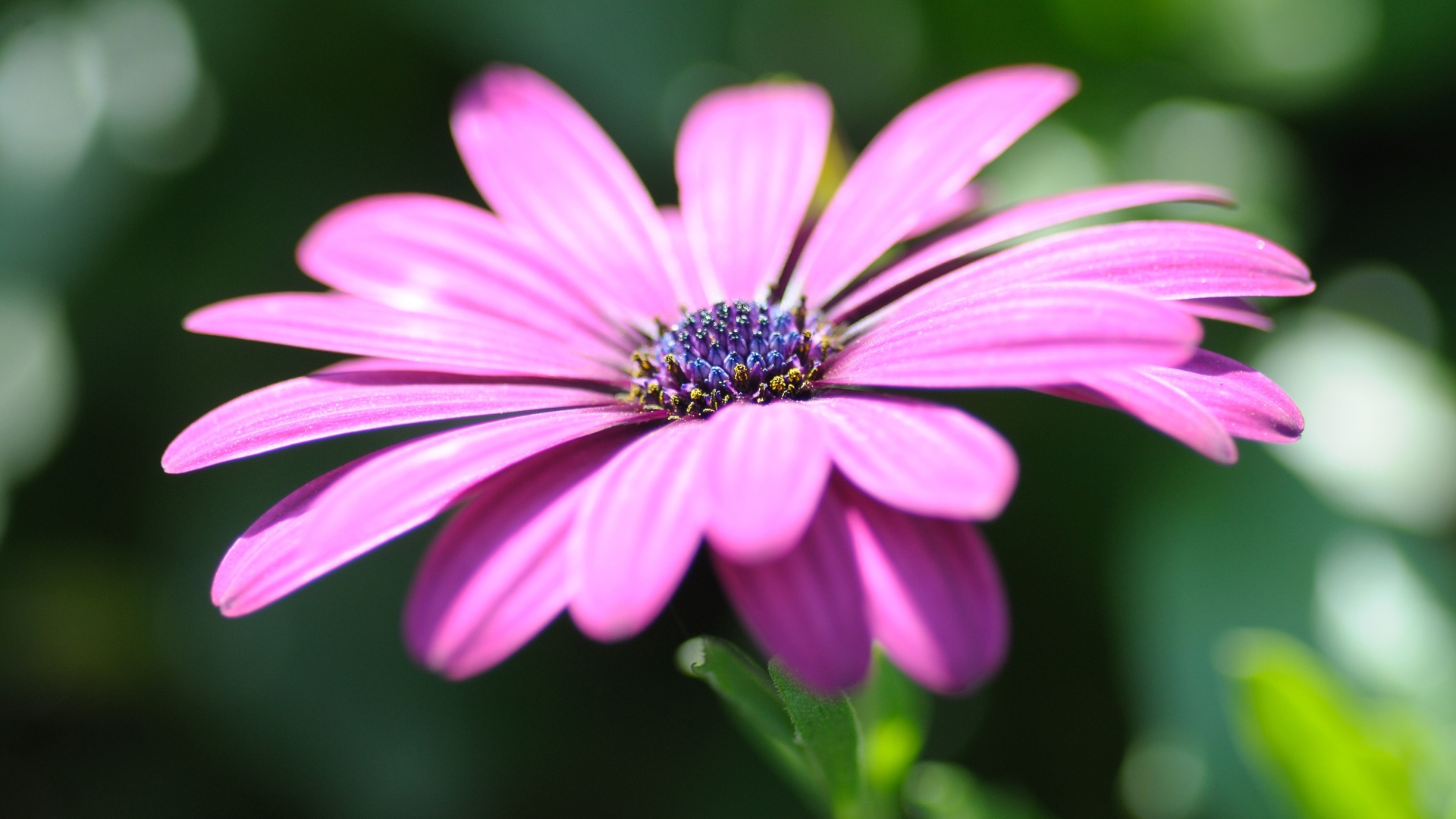 Розовый цветок остеоспермум крупным планом