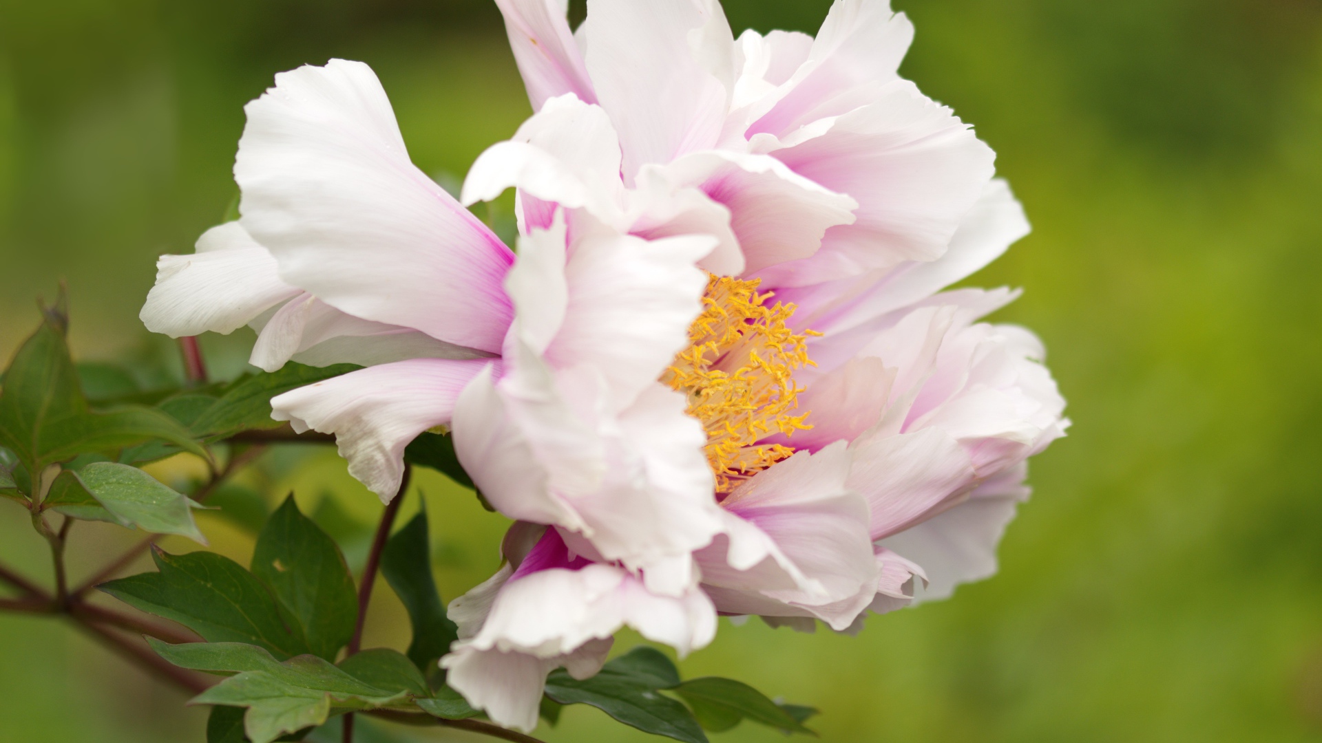 Розовый пион на зеленом фоне