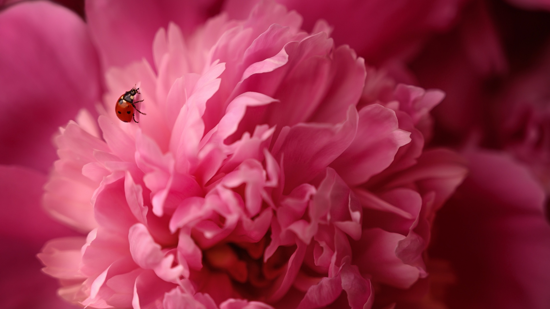 Розовый пион с божьей коровкой крупным планом