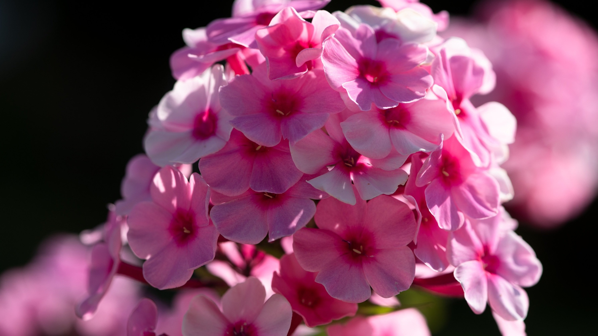 Розовый цветок флоксы в лучах солнца 