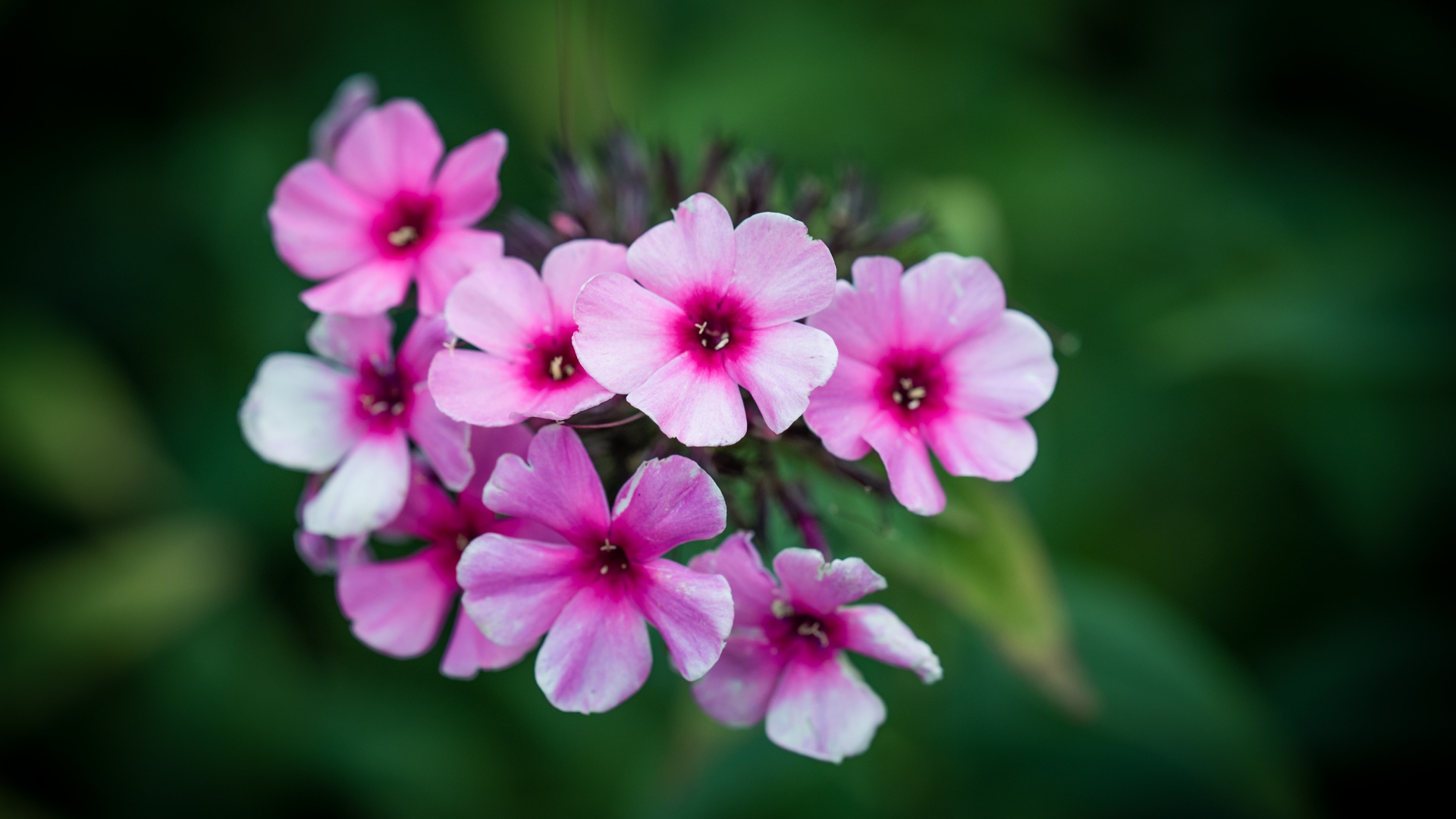 Розовые цветы флокса крупным планом 