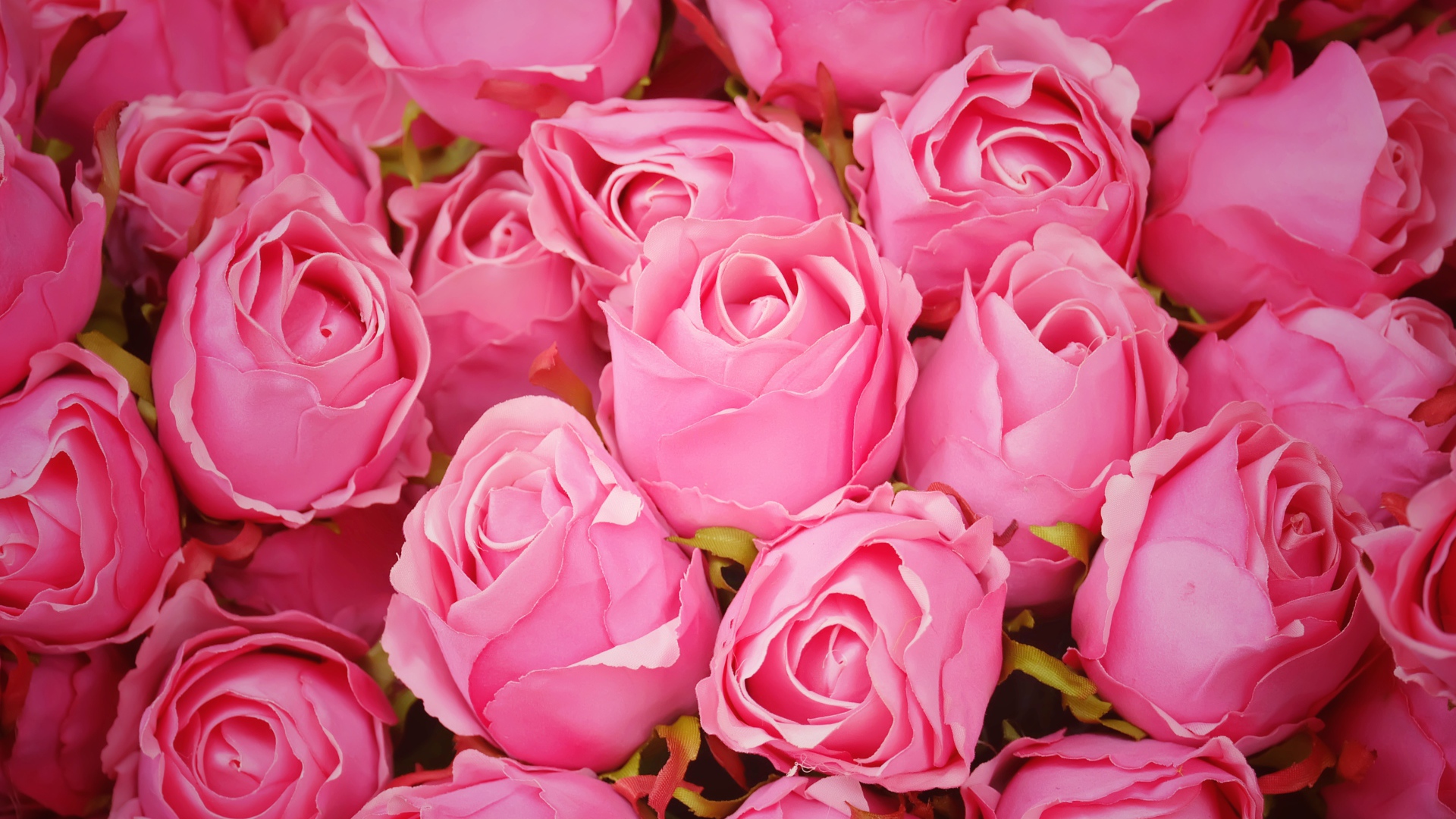 Бутоны розовой розы крупным планом 