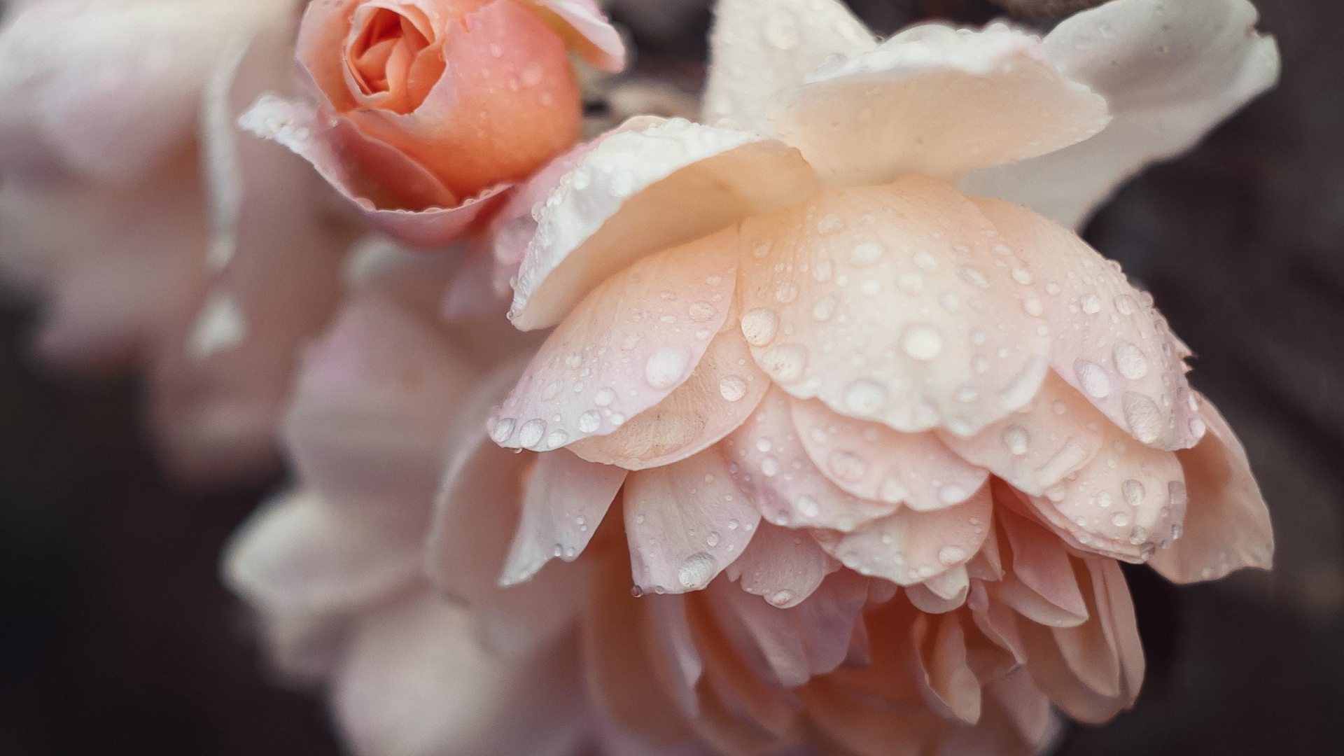 Розовые цветы розы в каплях дождя 