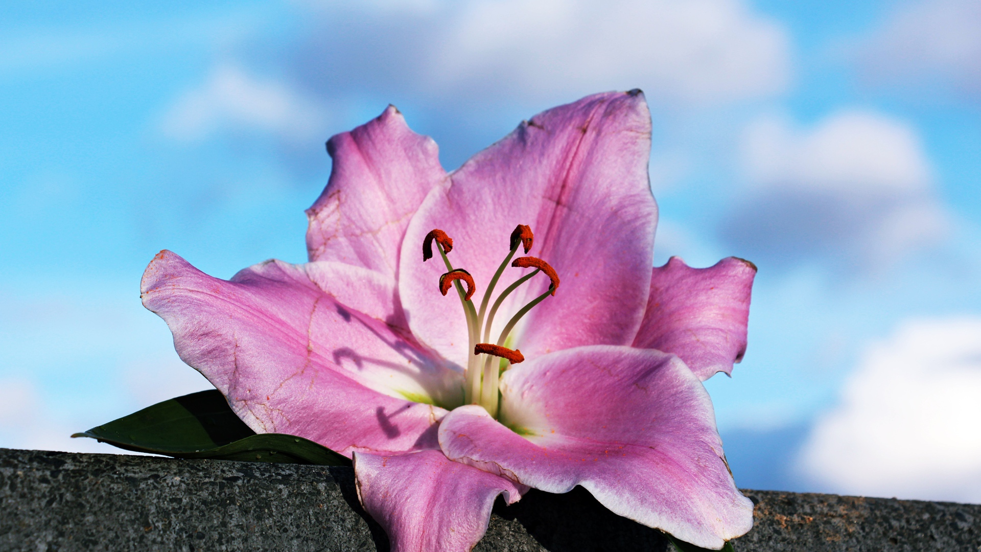 Розовая роза лежит на камне на фоне неба