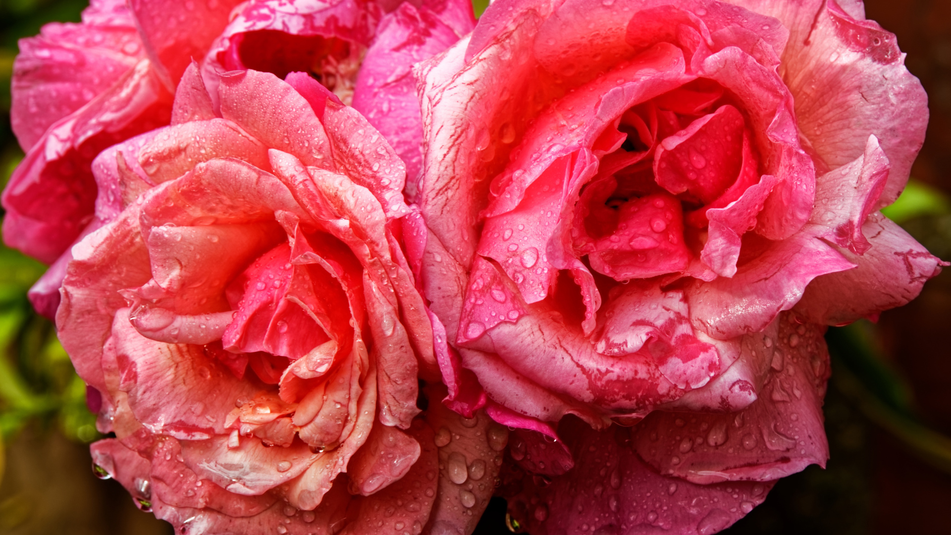 Розовые розы в каплях дождя крупным планом