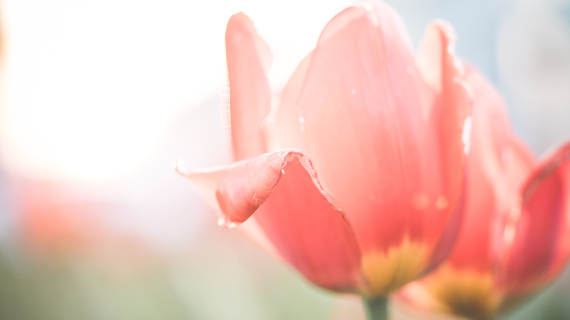 Розовые цветы тюльпана крупным планом на клумбе весной