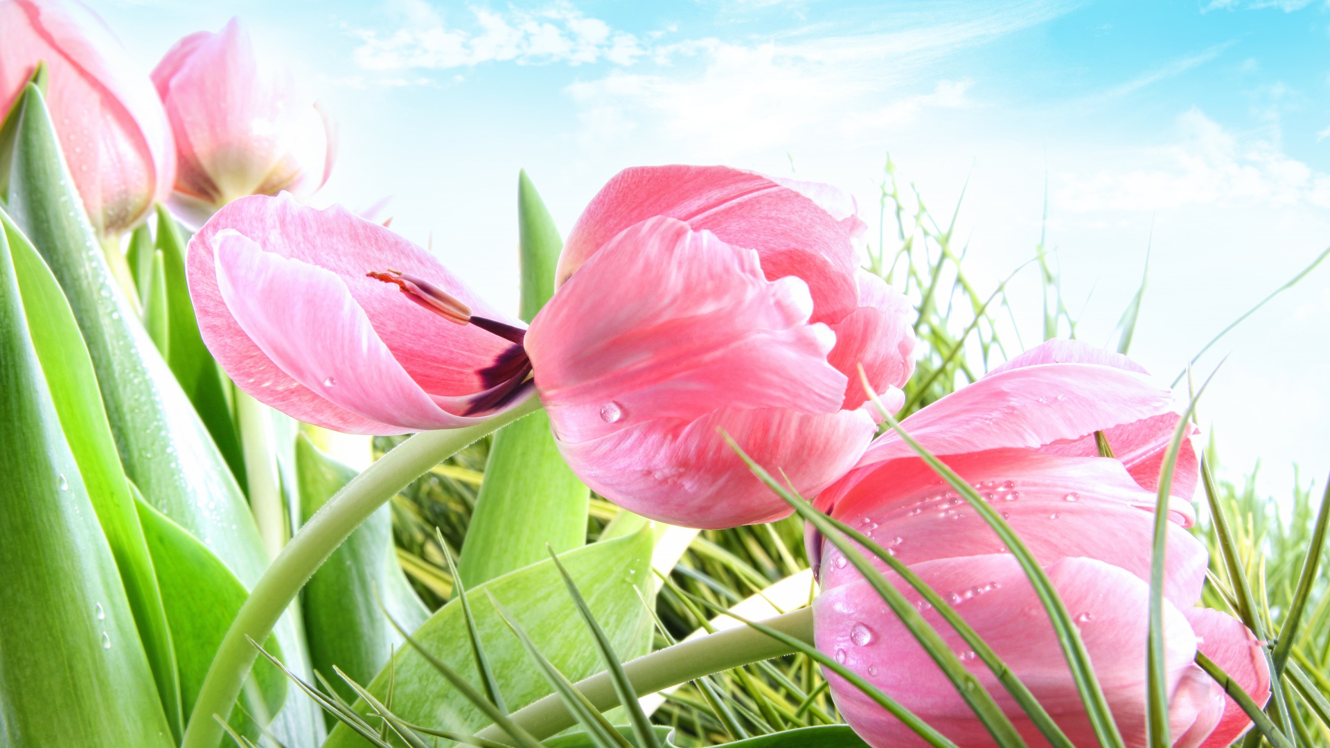 Розовые цветы тюльпана в зеленой траве на фоне голубого неба 