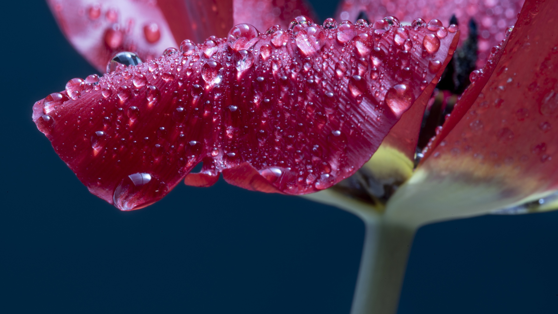 Лепестки розового тюльпана в каплях росы