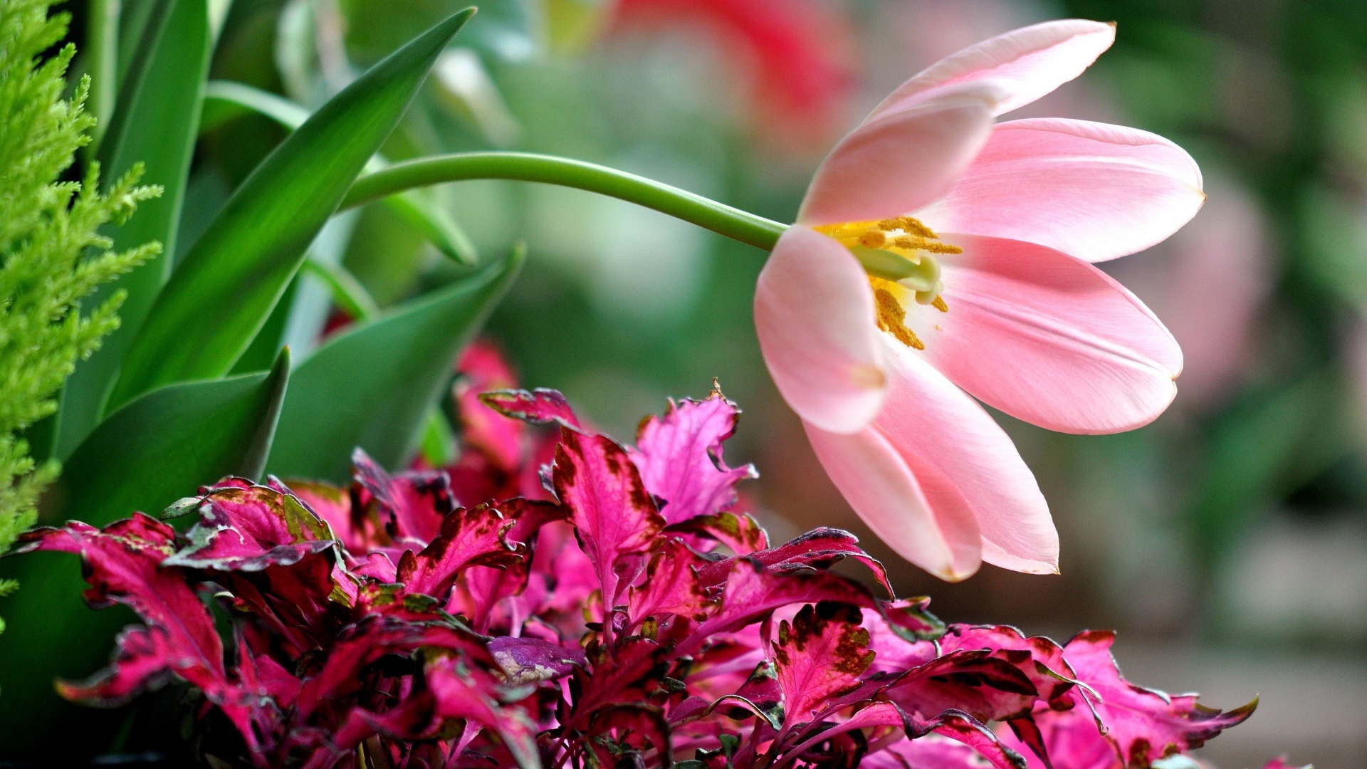 Розовый тюльпан с растениями на клумбе 