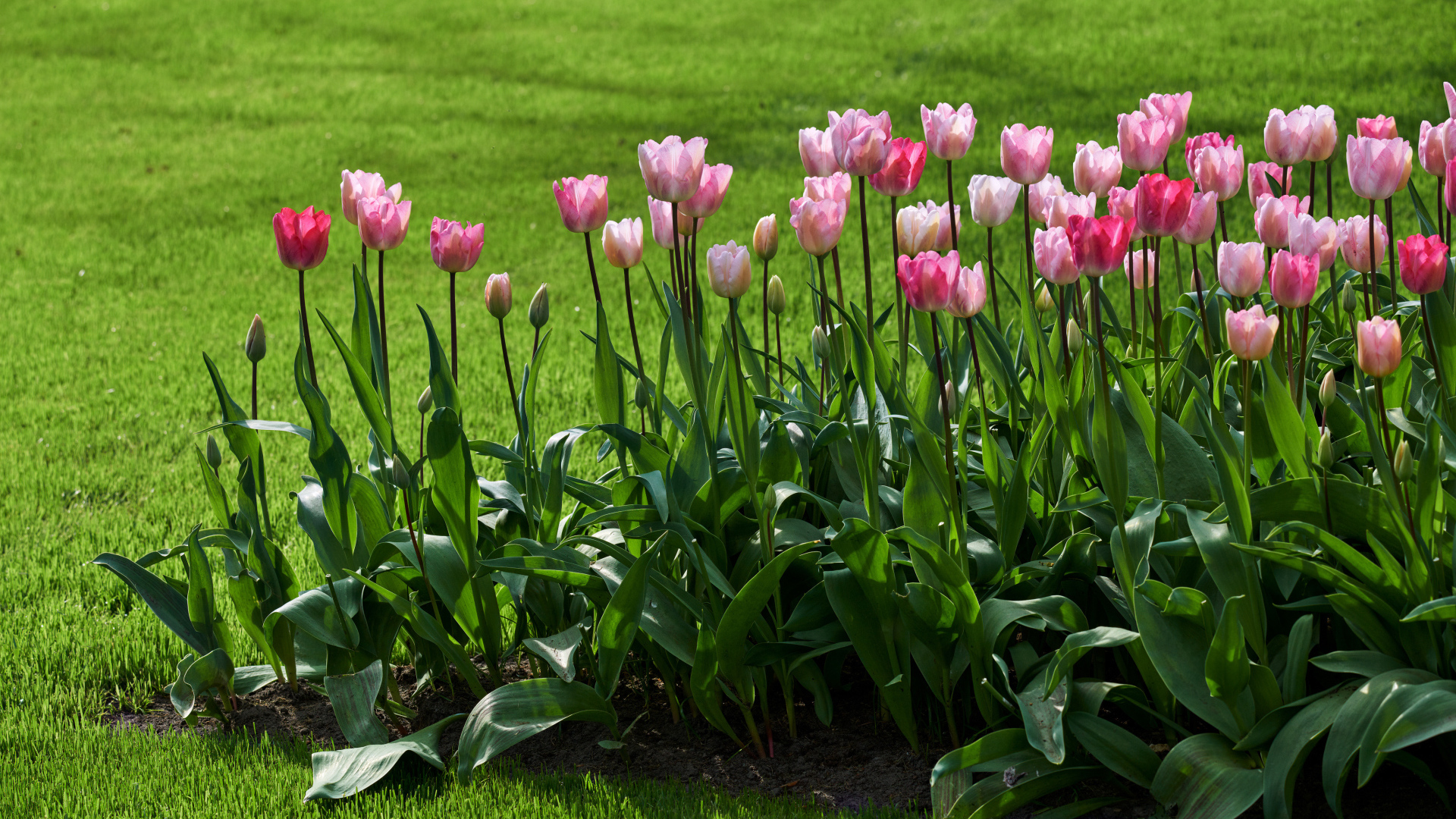 Розовые тюльпаны на клумбе у газона