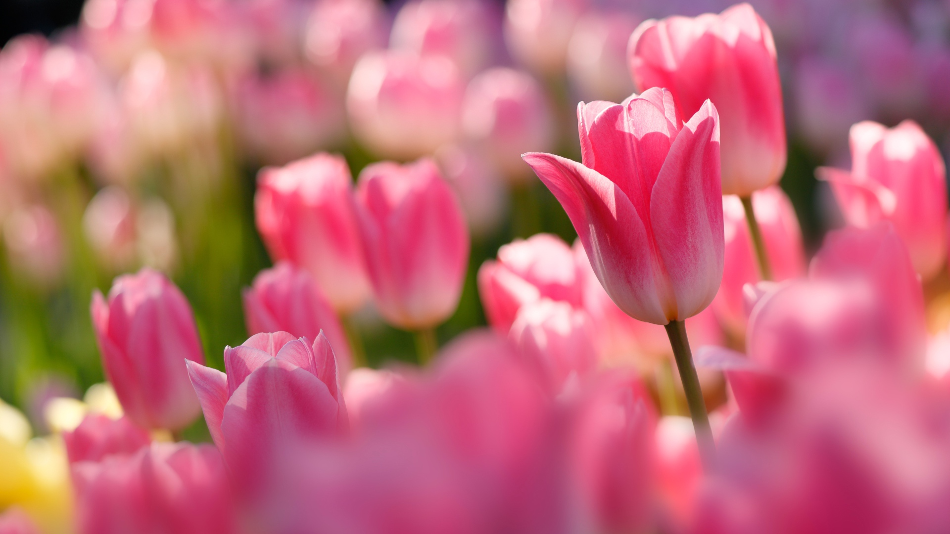 Розовые тюльпаны в лучах солнца на клумбе