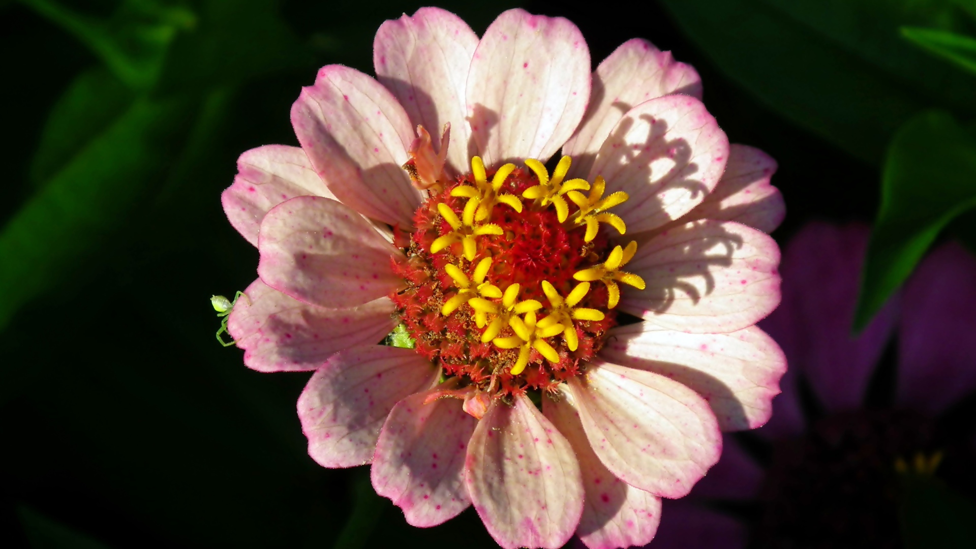 Розовый цветок циннии в лучах солнца