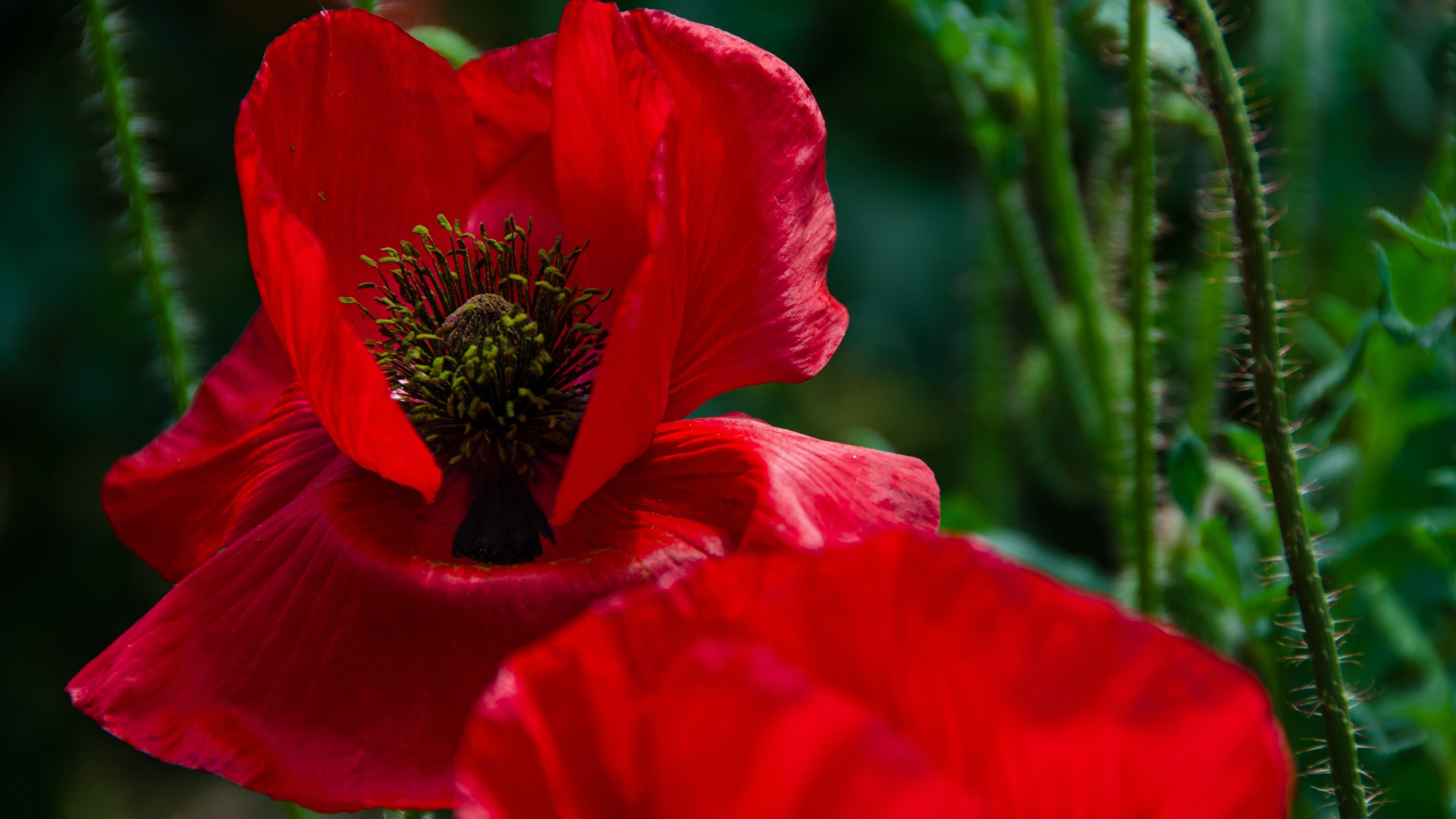 Цветок мака с красными лепестками крупным планом 