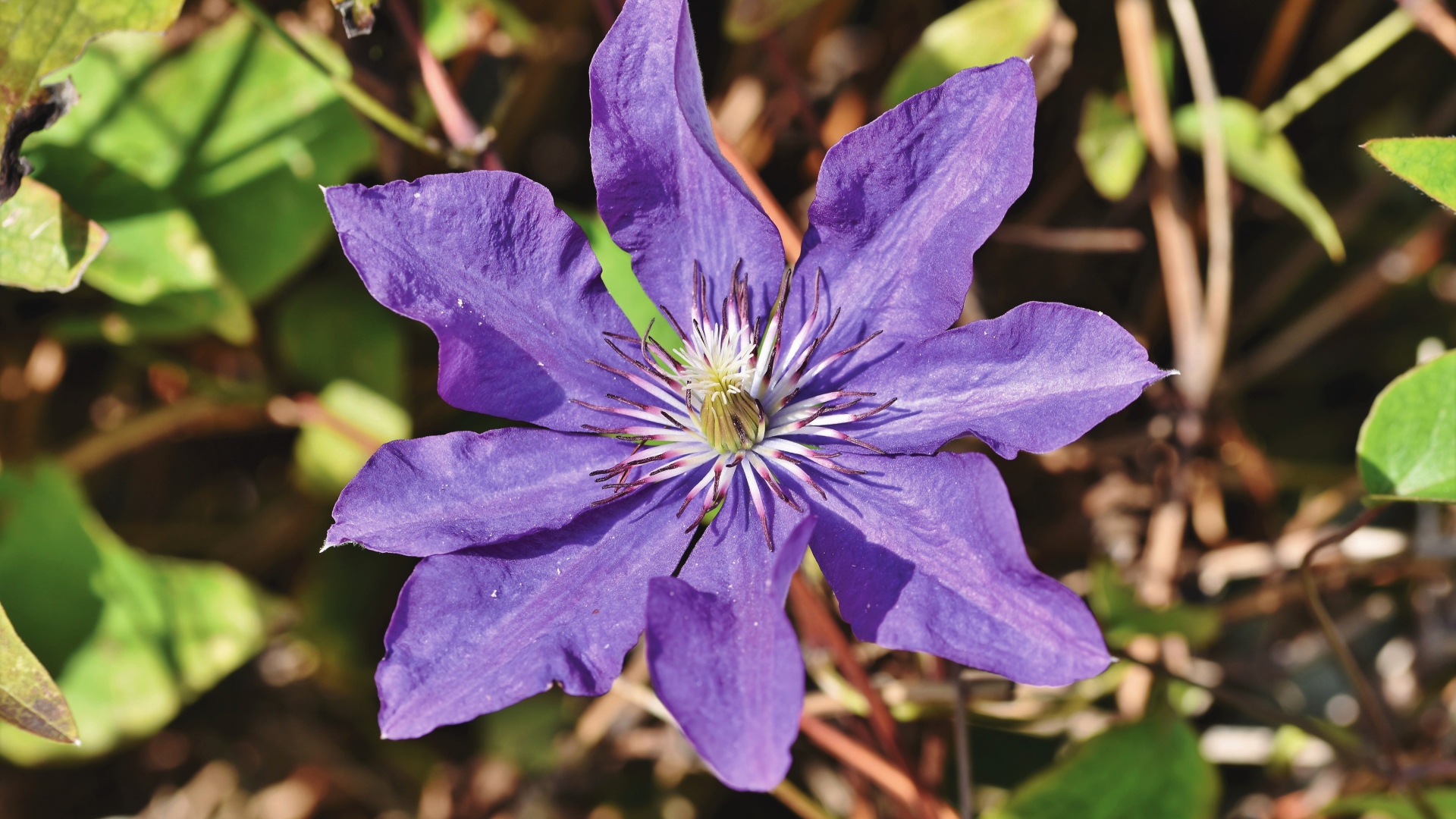 Фиолетовый цветок клематиса в лучах солнца 