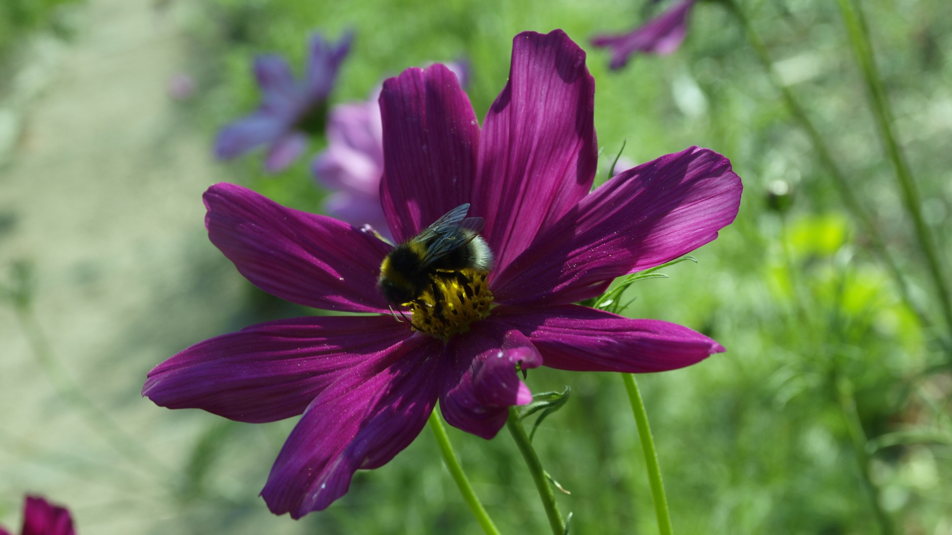 Фиолетовый цветок космея со шмелем